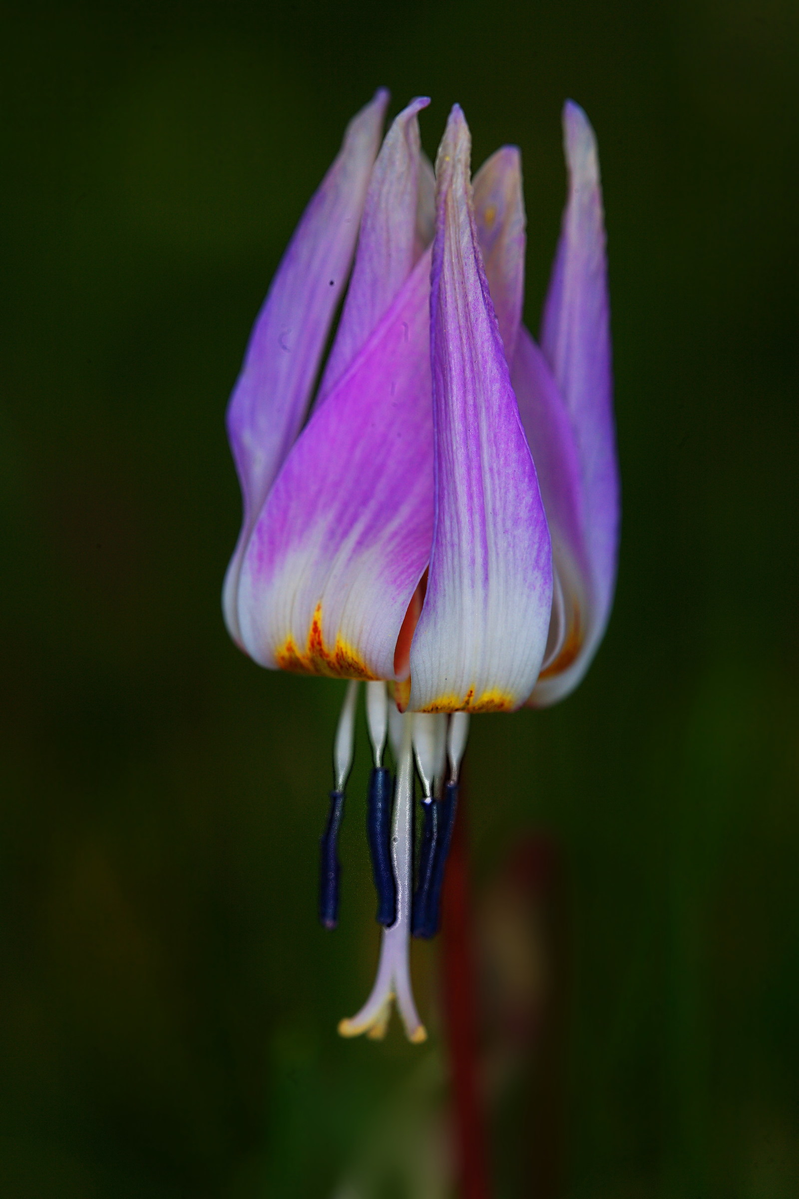 Erythronium dens-canis
