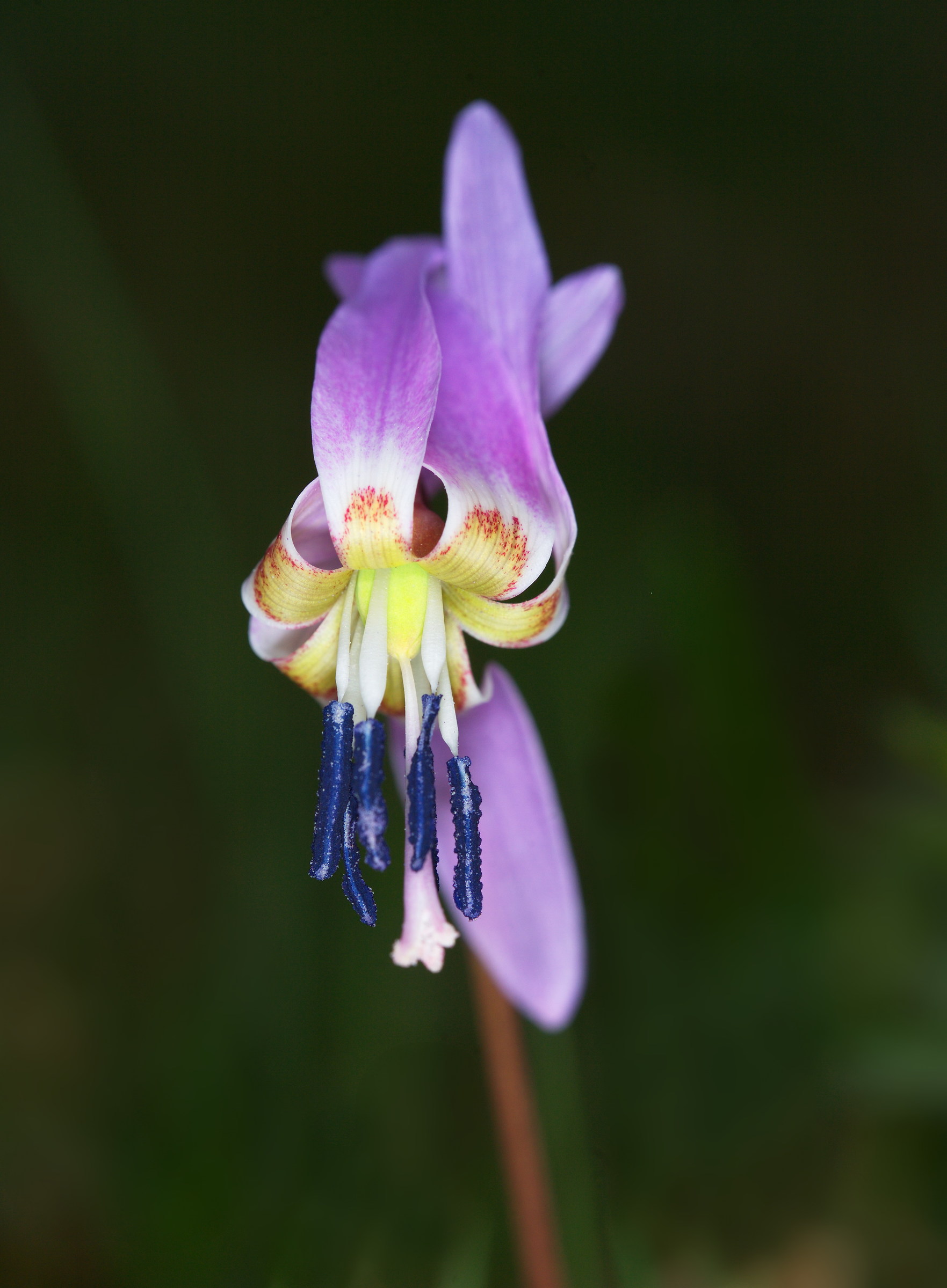 Erythronium dens-canis