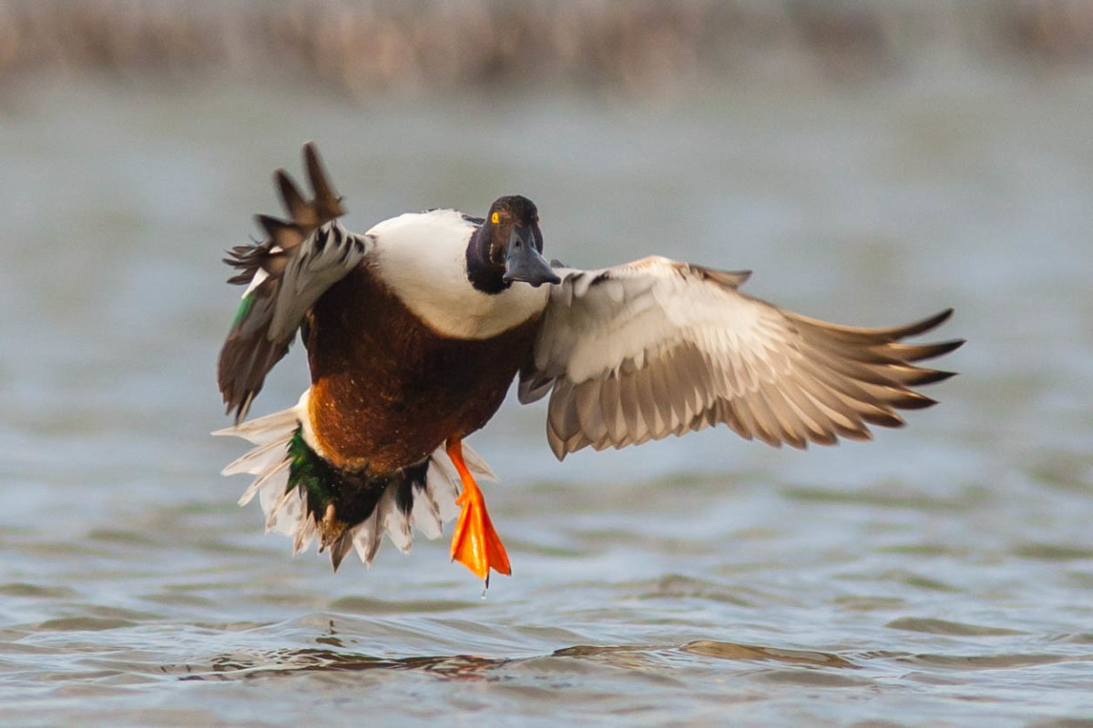 Arrivo, con una zampa sola ma arrivo