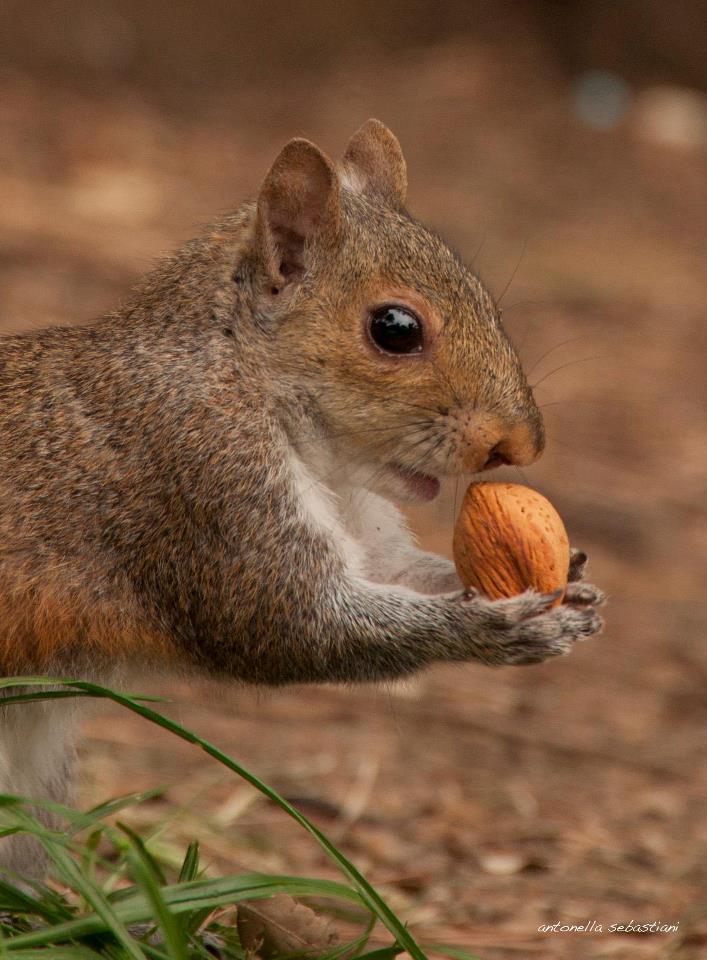 Il mio amico scioattolino