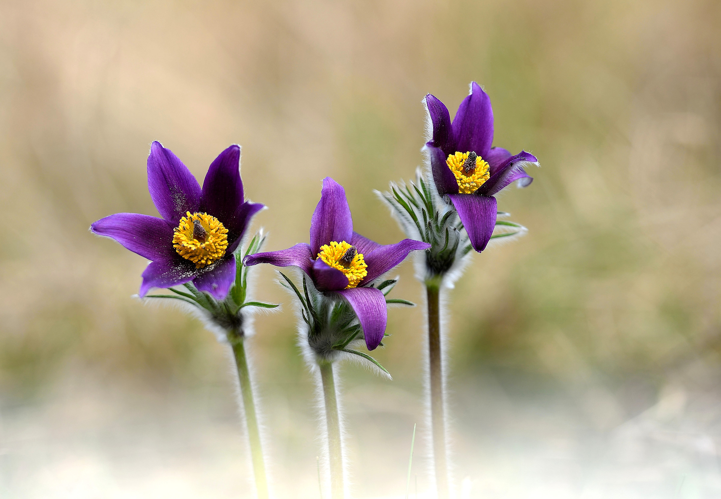 Pulsatilla montana