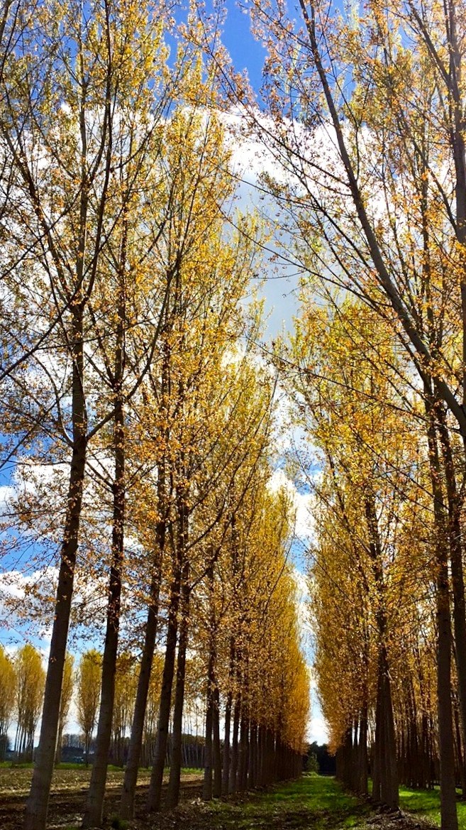 The poplar wood is colored