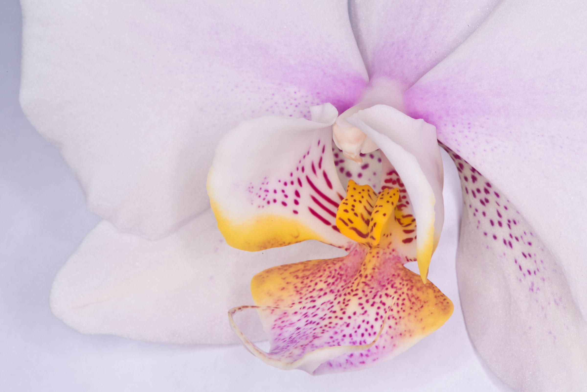 orchid