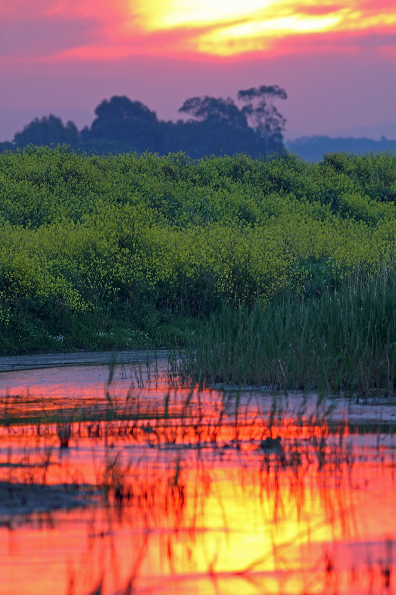 Sunrise in the swamp