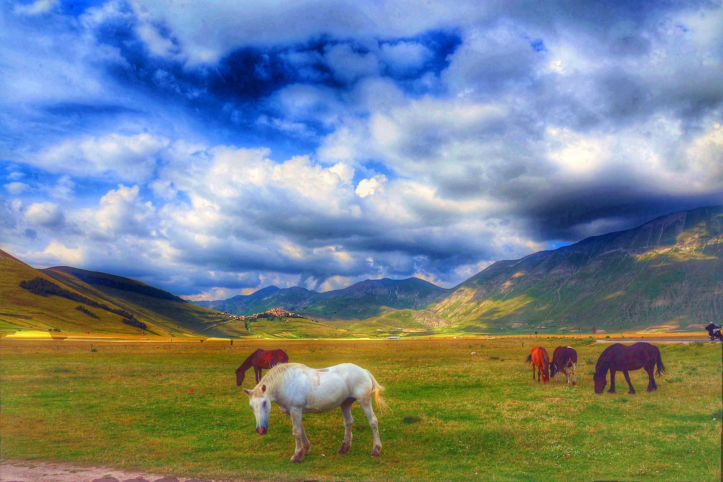 Horses grazing in Castelluccio di Norcia