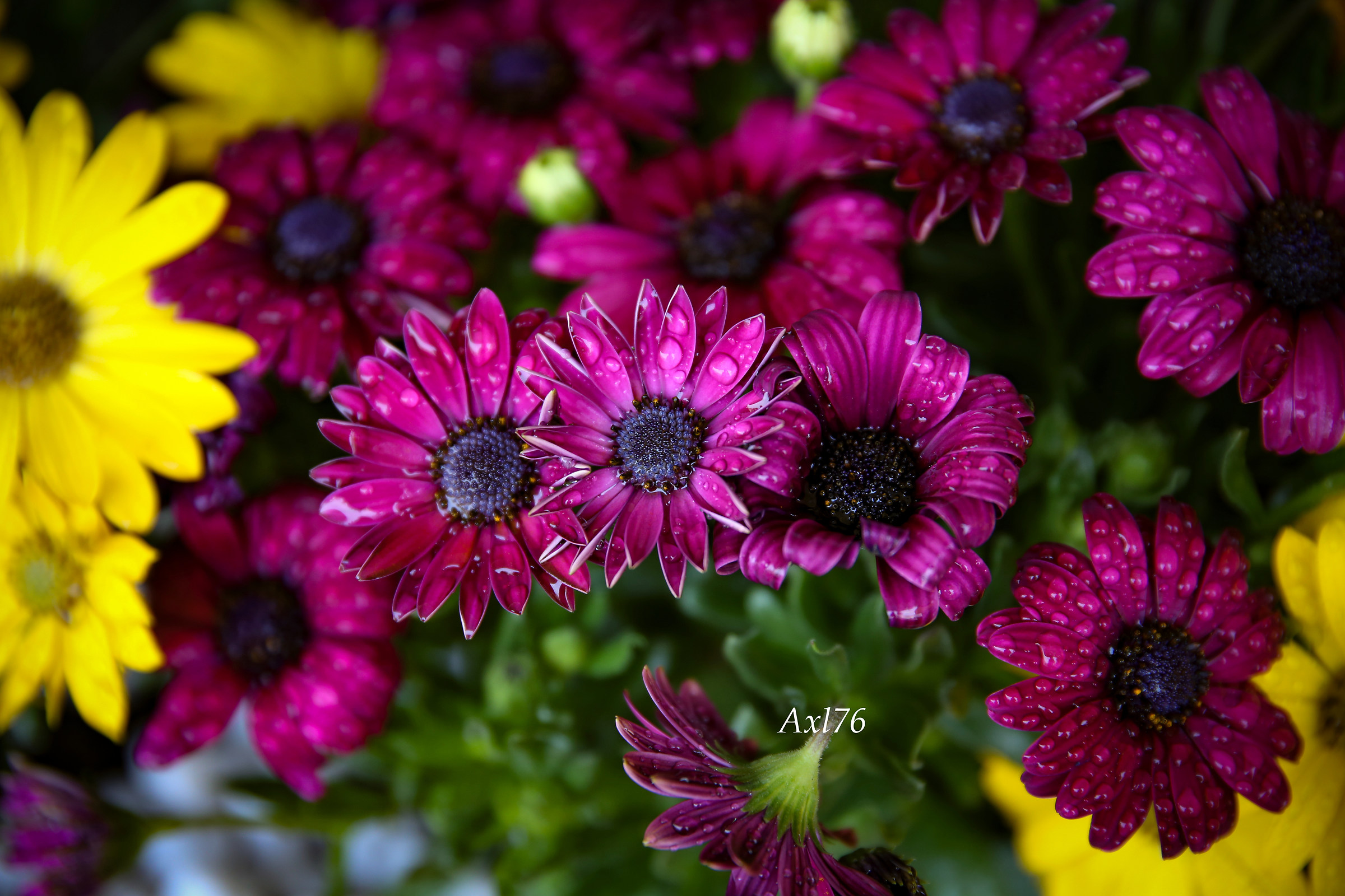 La primavera nei colori 2