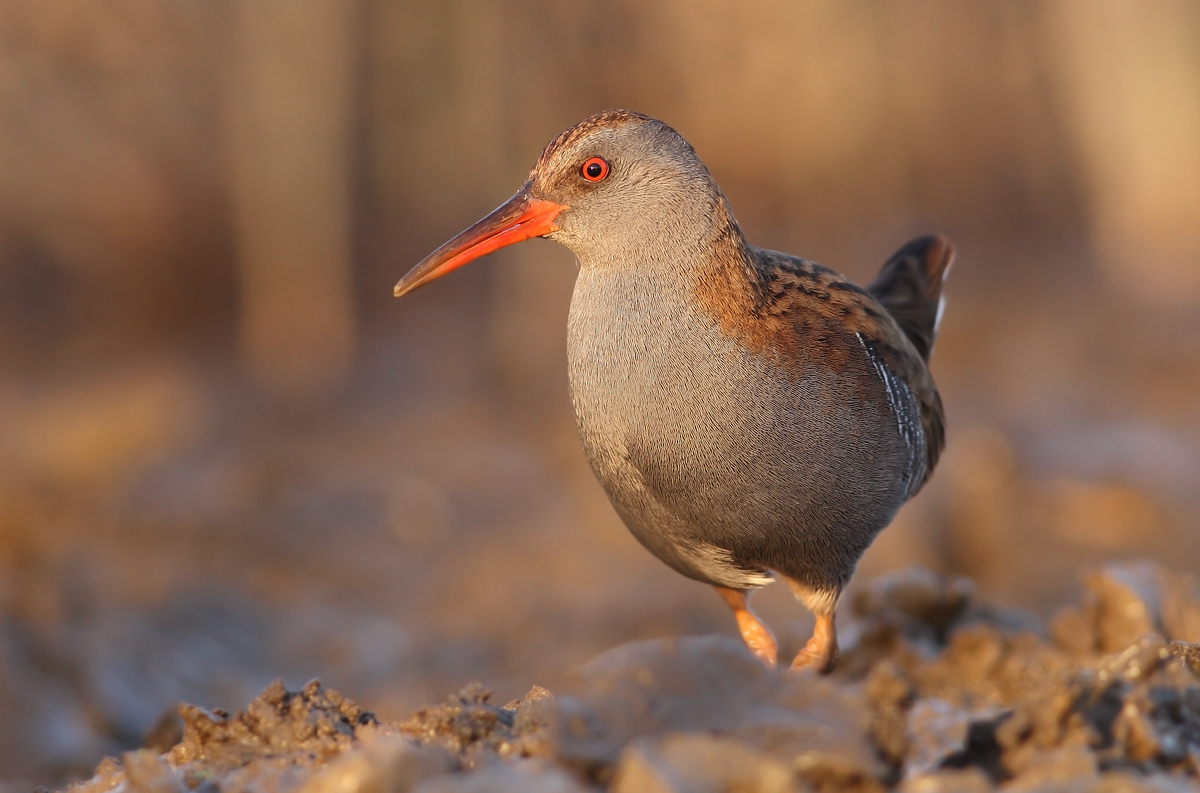 Water Rail