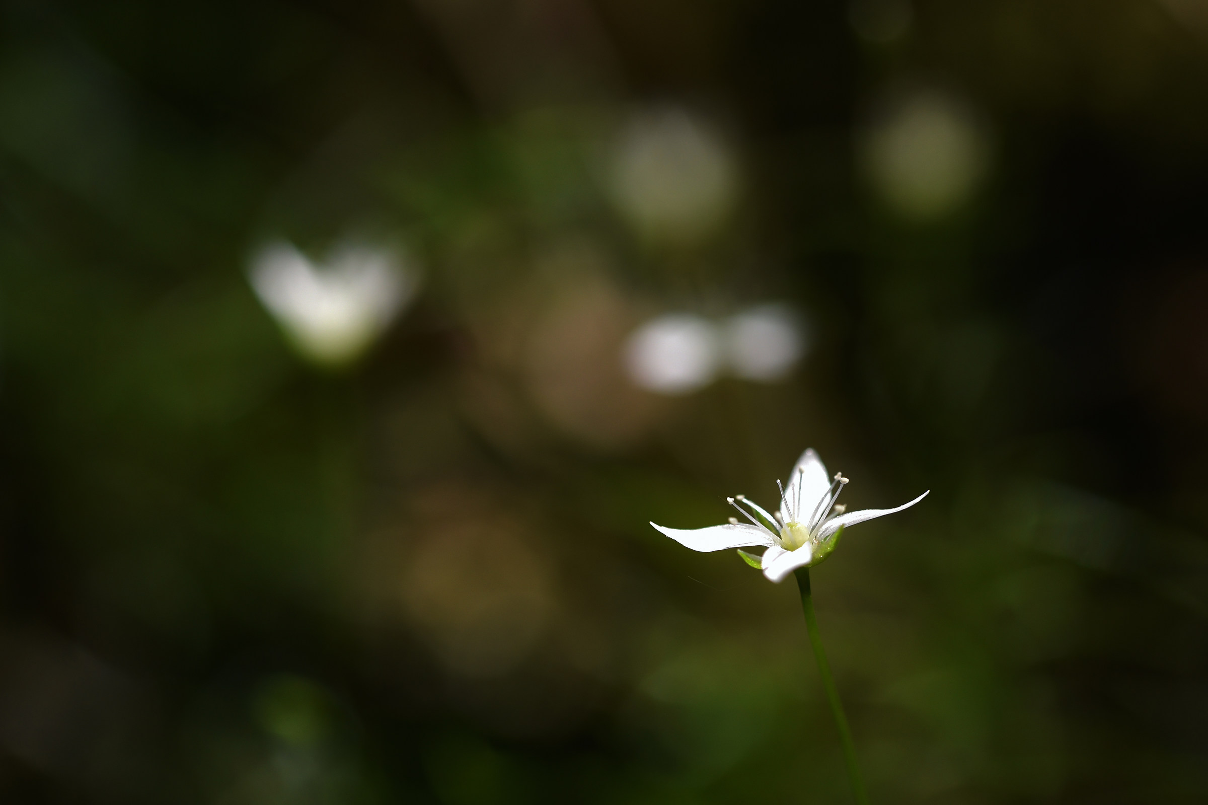 Lights in the undergrowth