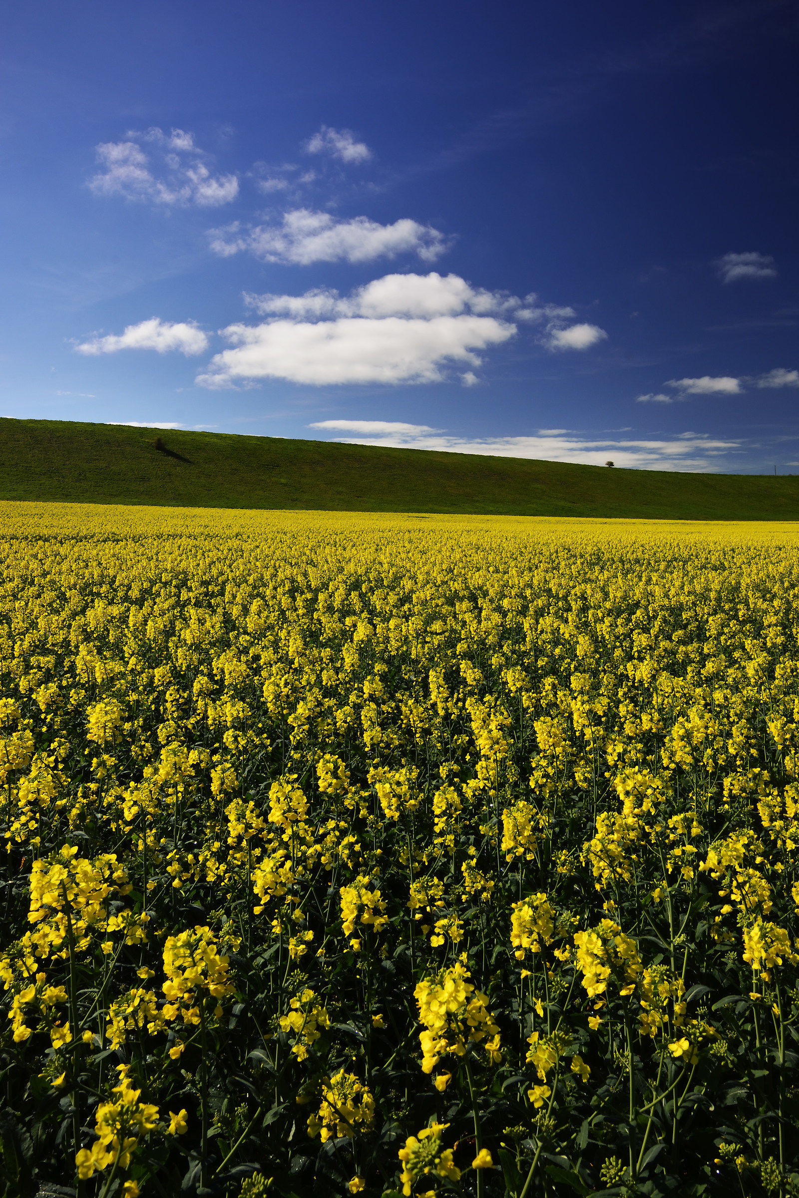 Prima di colza del 2017 !!!!