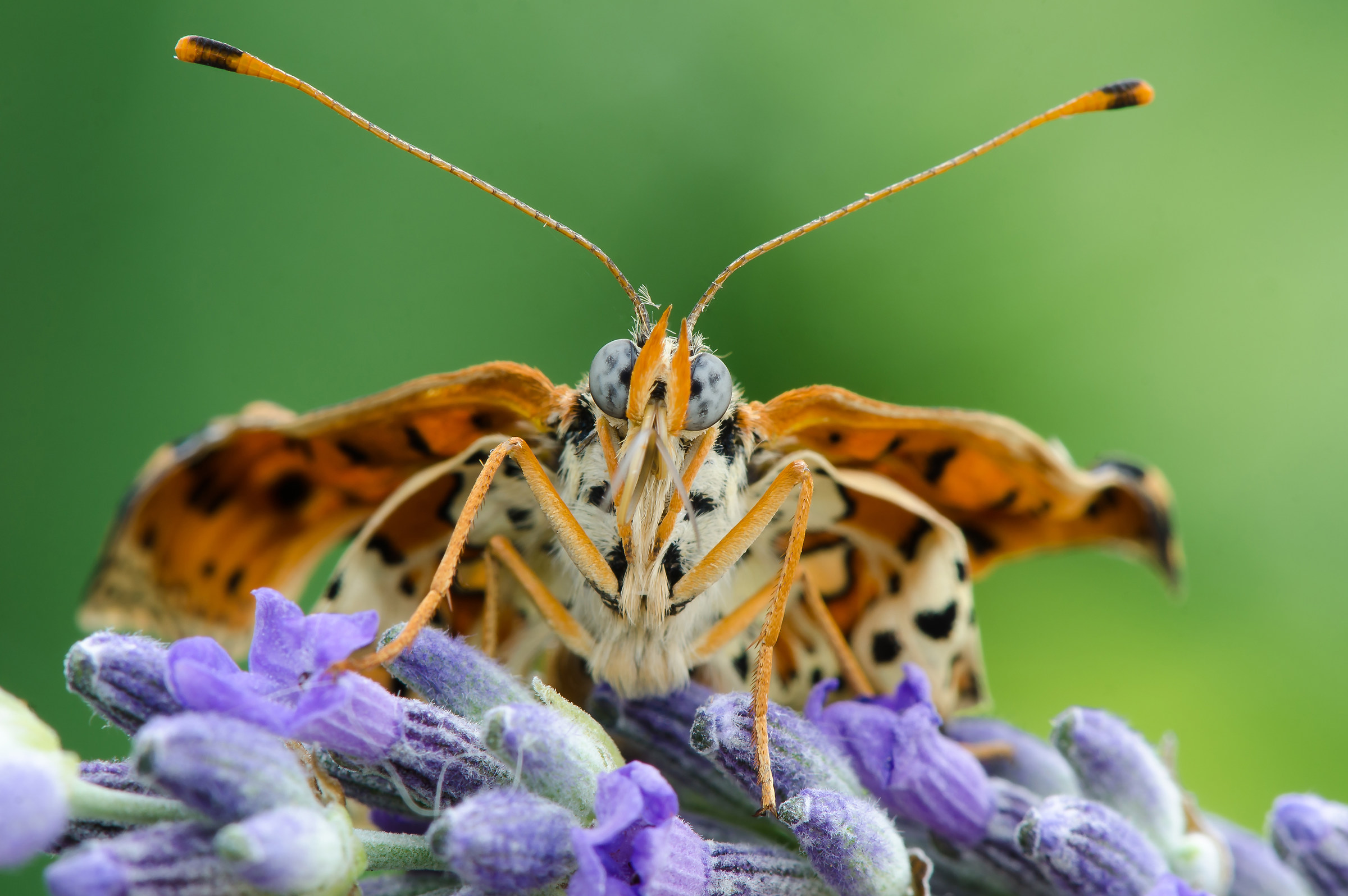 Melitaea Didyma