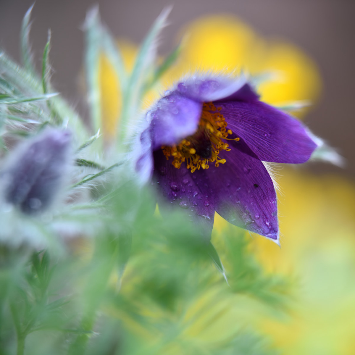 Pulsatilla