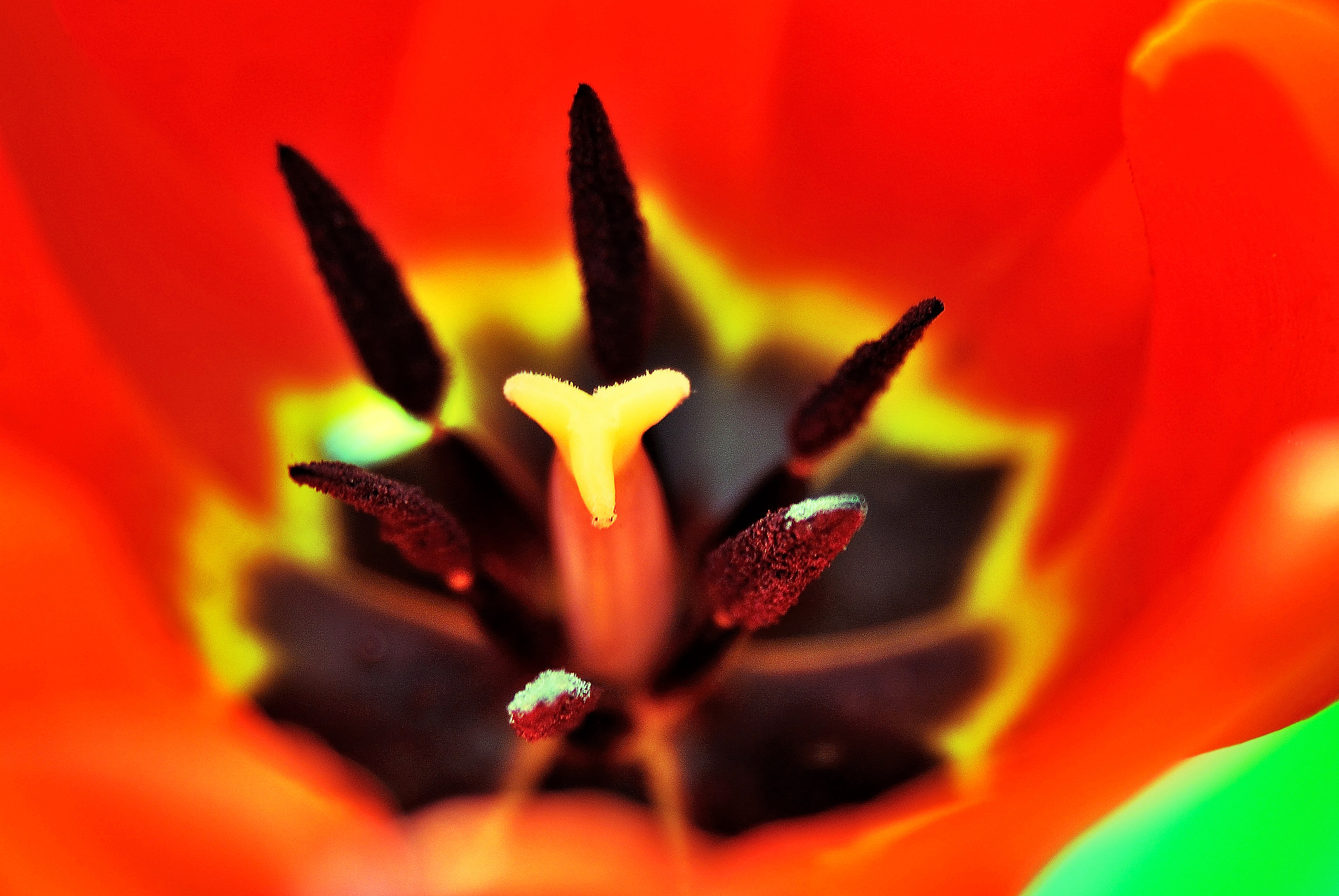 Rosso tulipano....