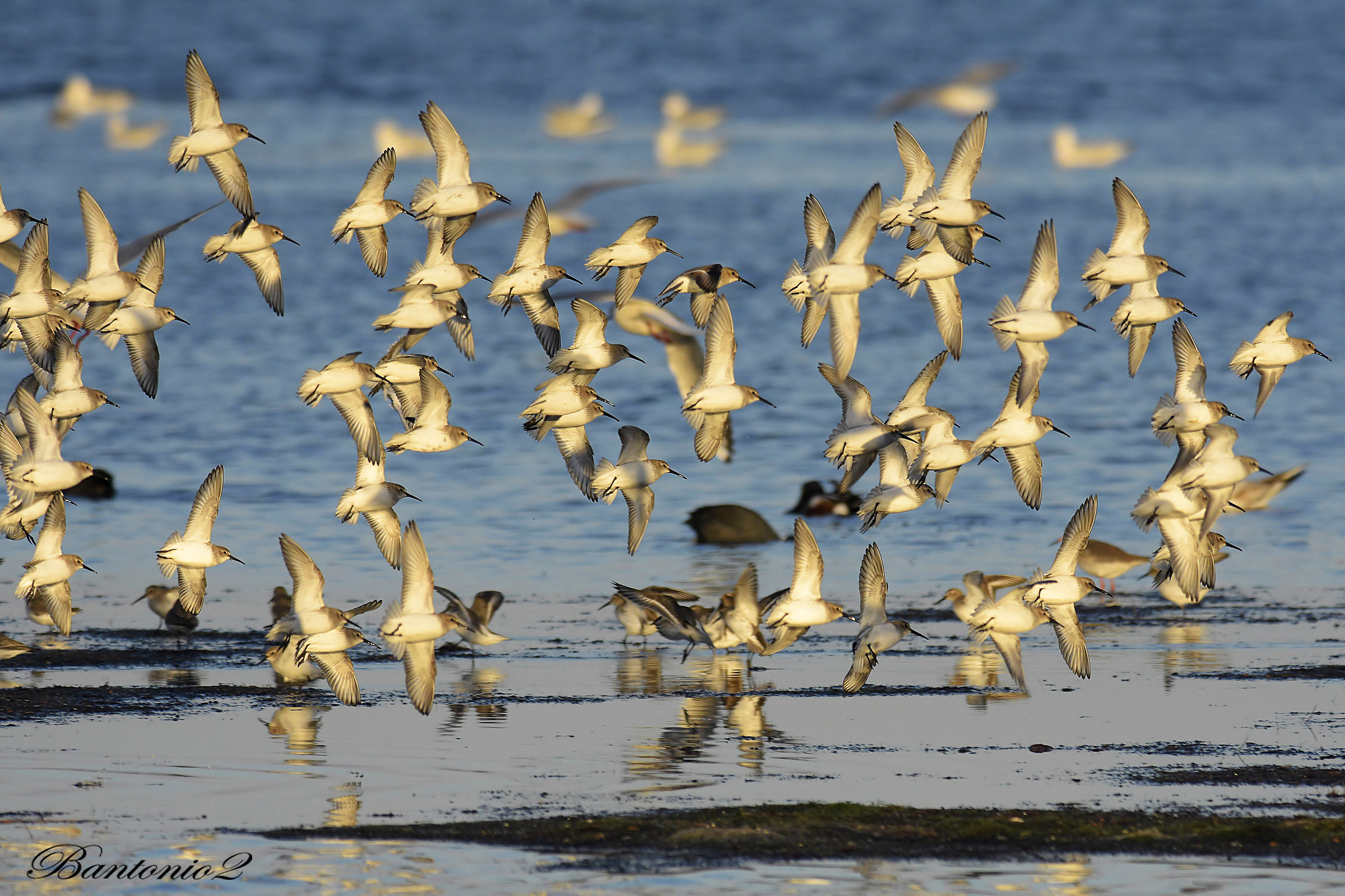 Piovanelli pancianera (Calidris alpina).