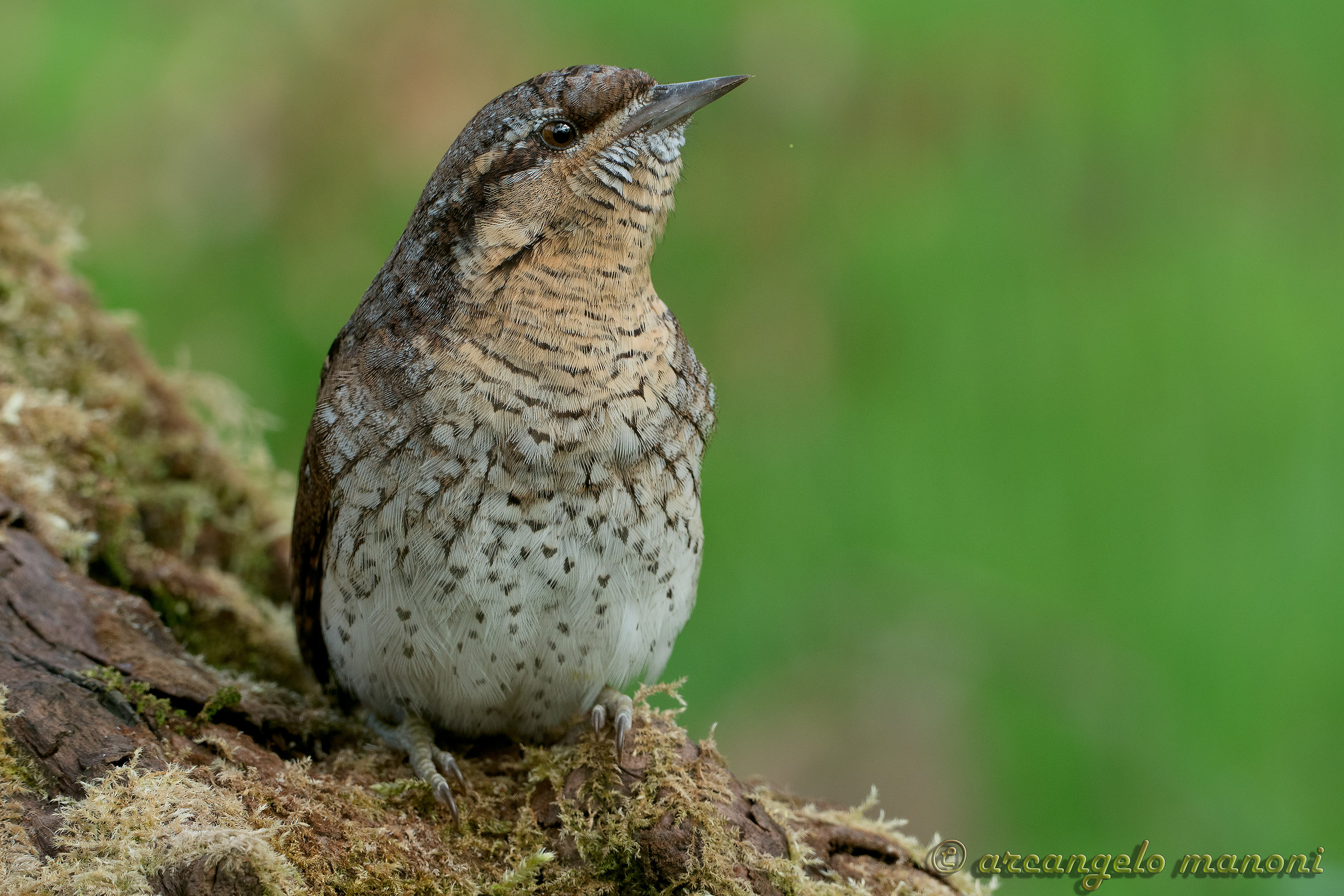 Torcicollo con la fz1000