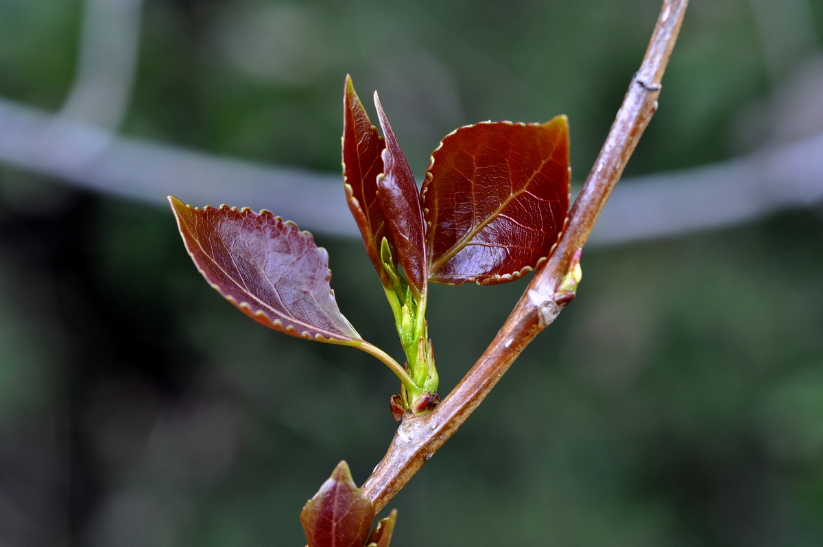 gemme di primavera 1