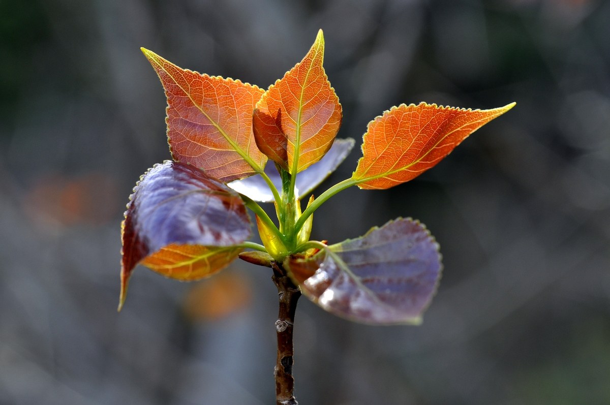 gemme di primavera 2