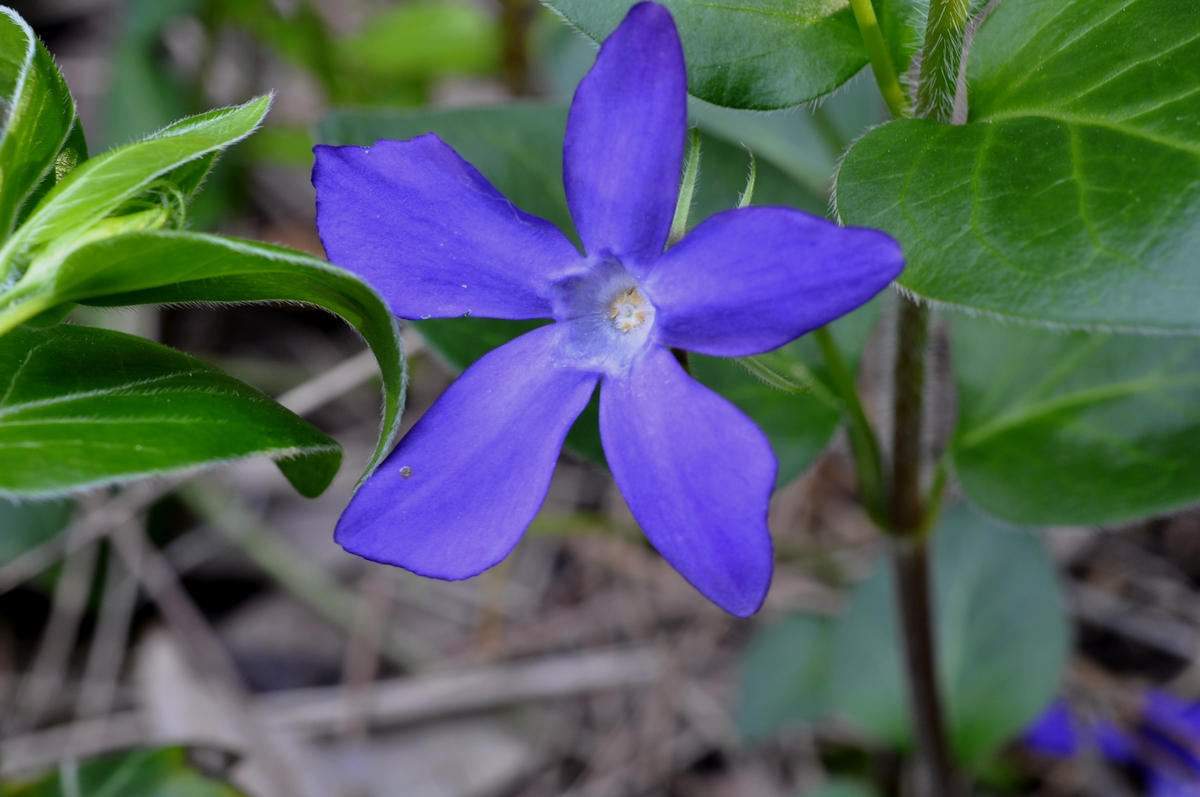 Pervinca