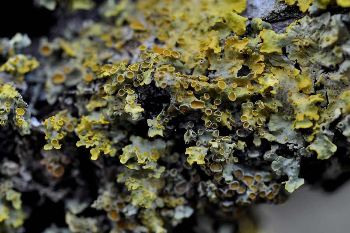 Lichene1 (Xanthoria parietina)