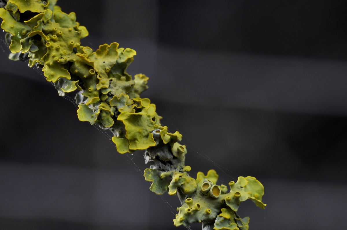 Lichene2 (Xanthoria parietina)