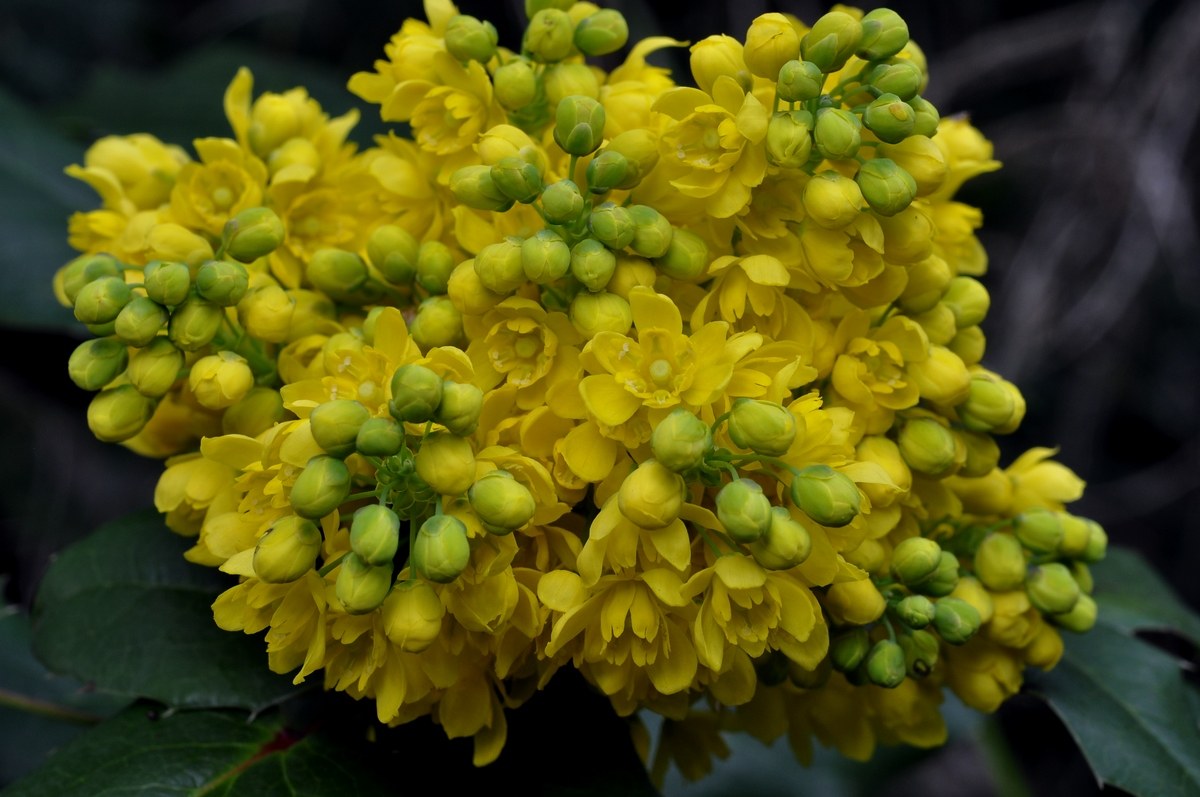Mahonia aquifolium