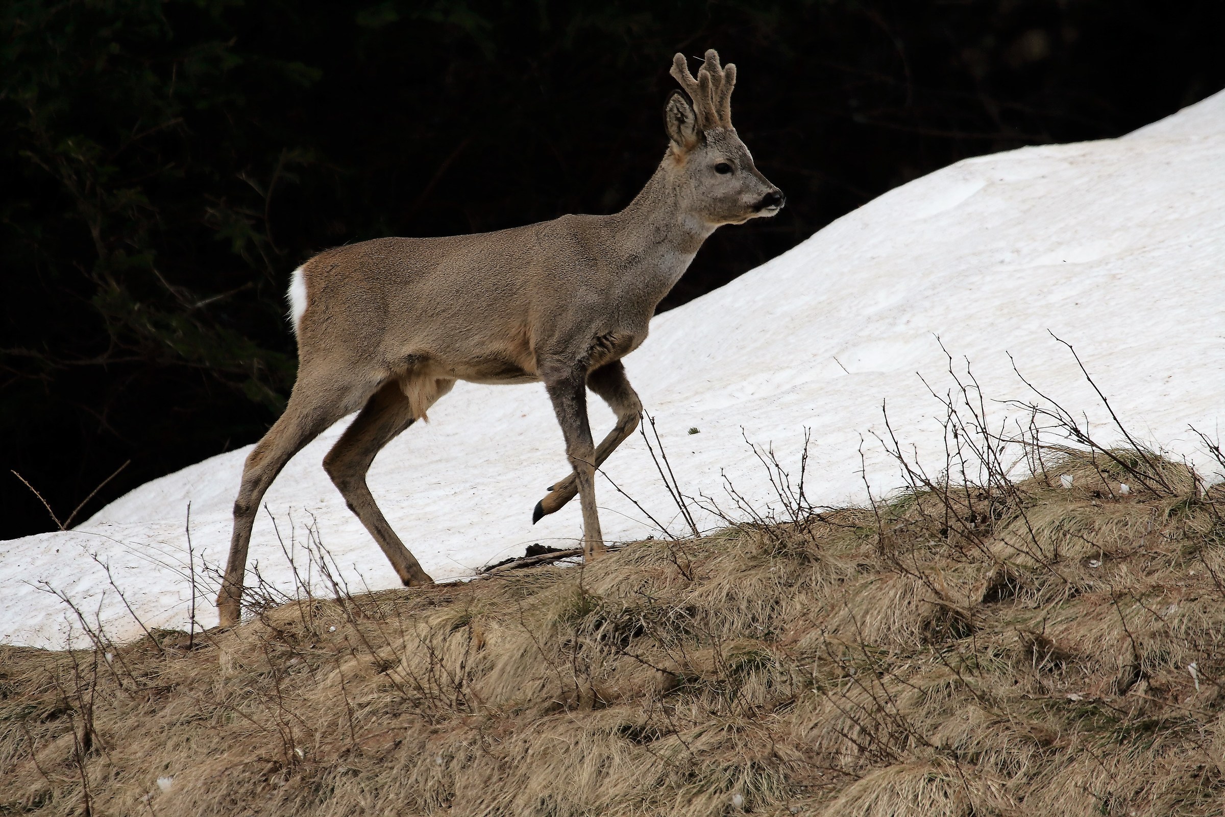 Roe Deer - Capreolus capreolus L.