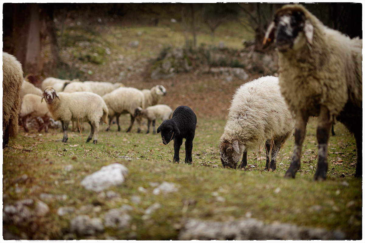 solitudine in compagnia
