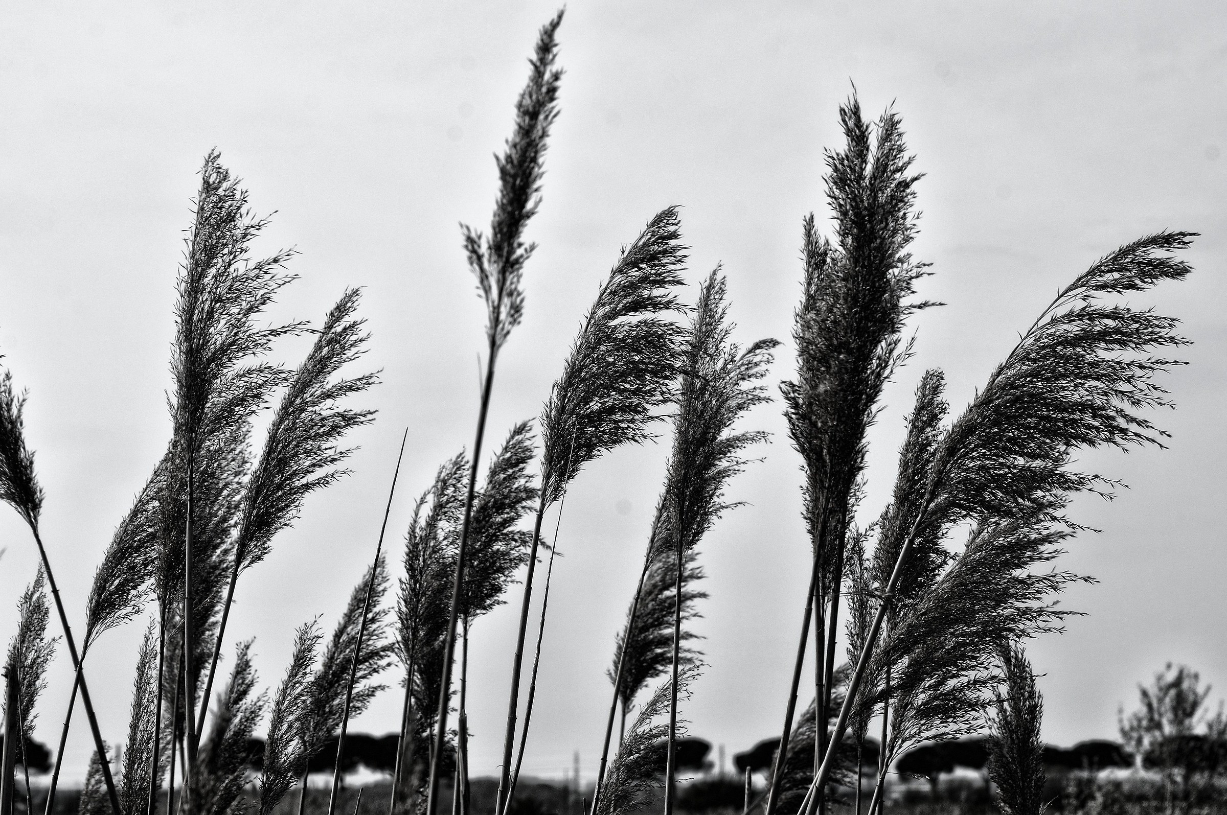 The answer my friend is blowin in the wind