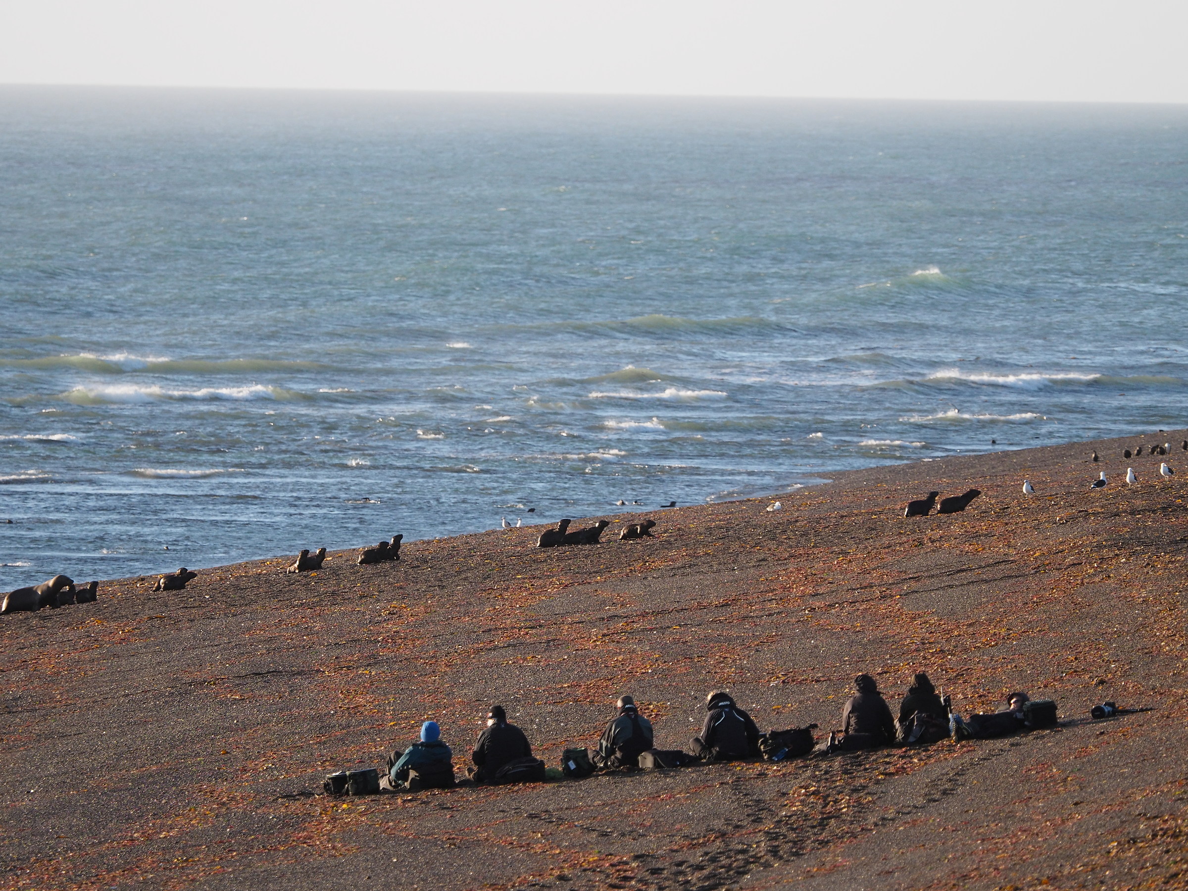 Waiting for the orcas ...