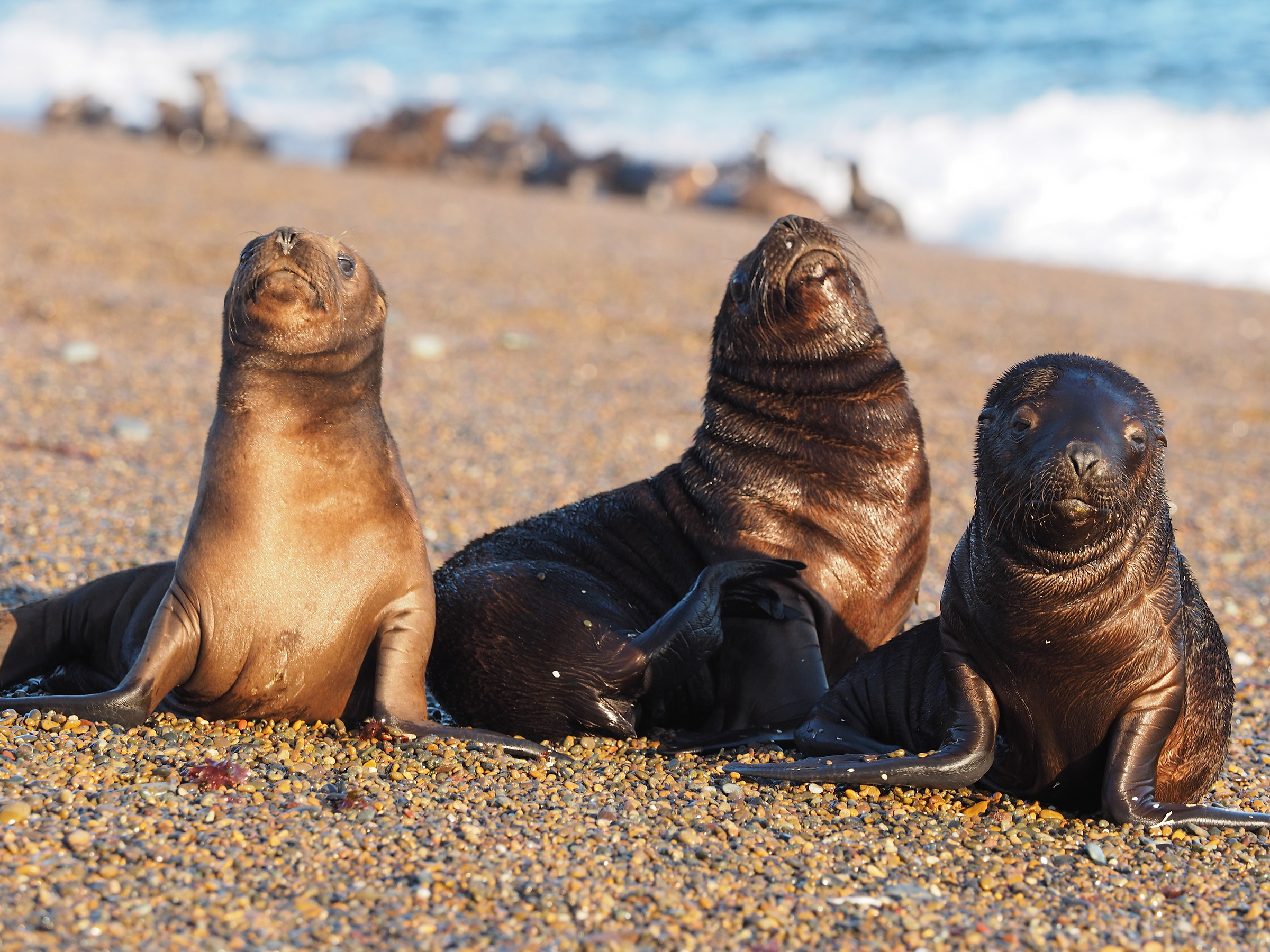 sea ??lion Puppies