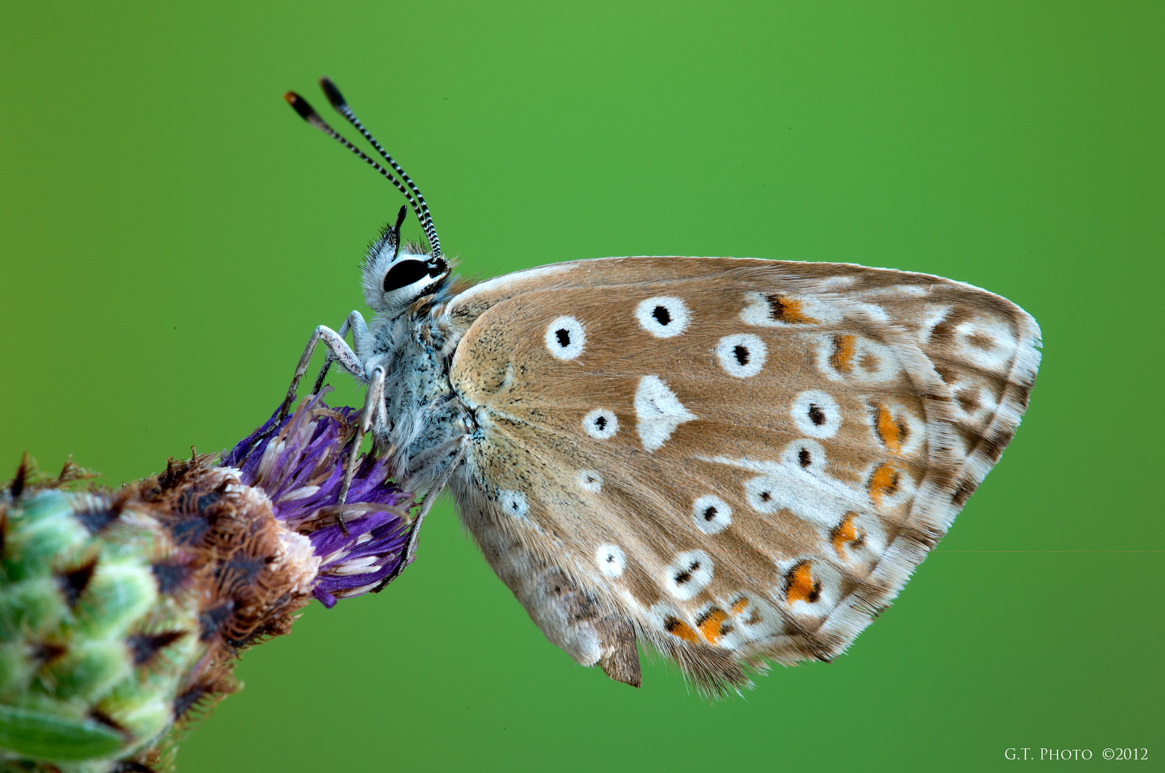 Plebejus Argus Aegidion (lycaenidae)