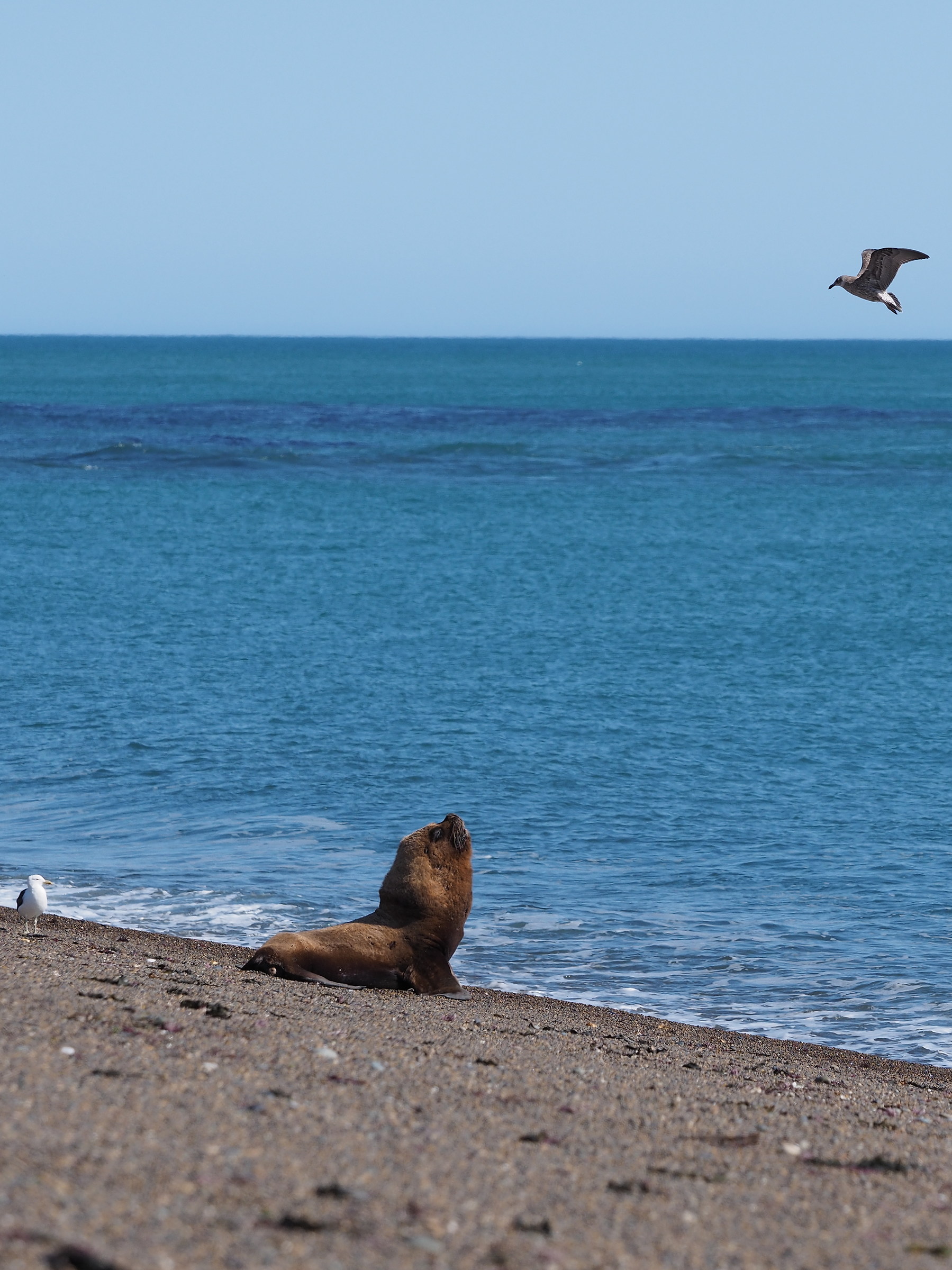 Peninsula Valdes. sea ??lion