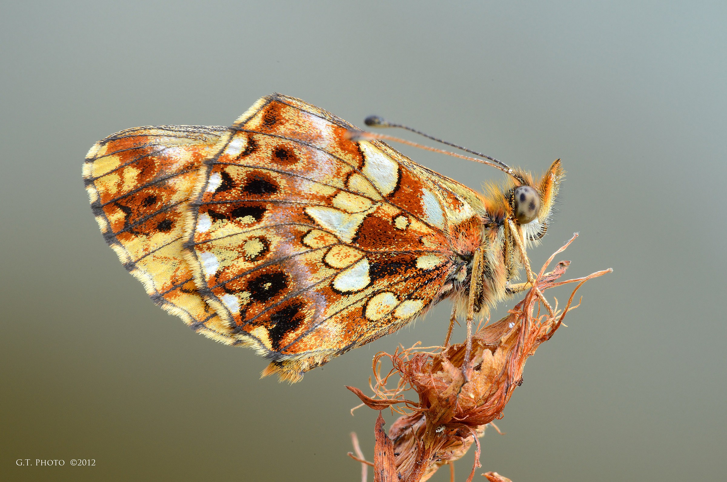 Clossiana dia (nymphalidae