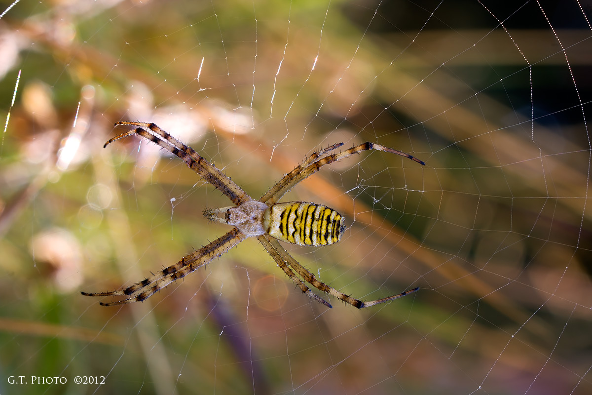 Argiope Bruennichi