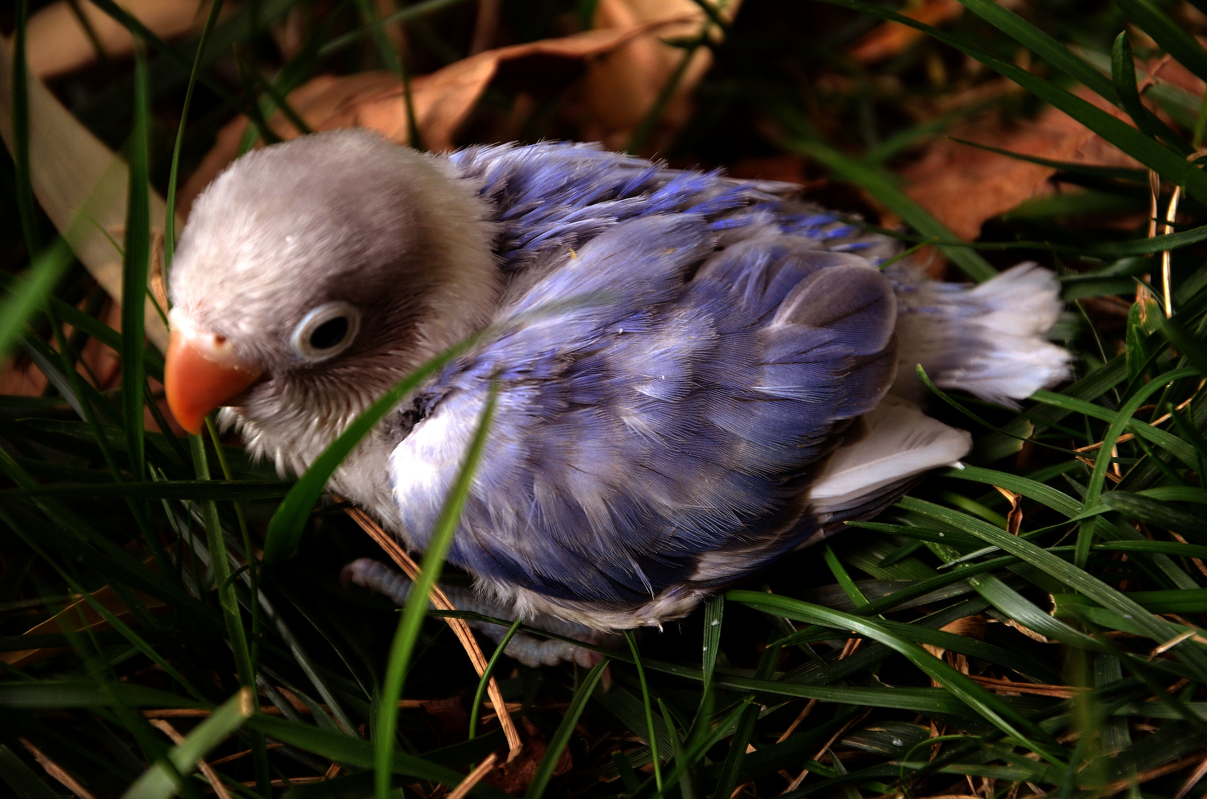 novello di agapornis personatus