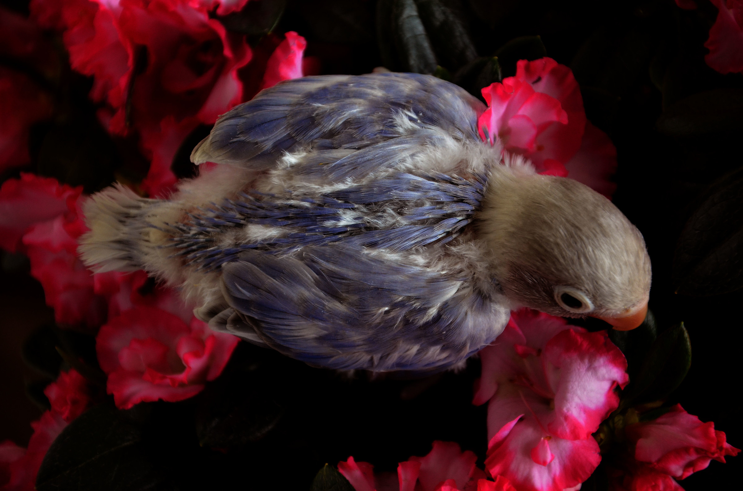 novello di agapornis personatus