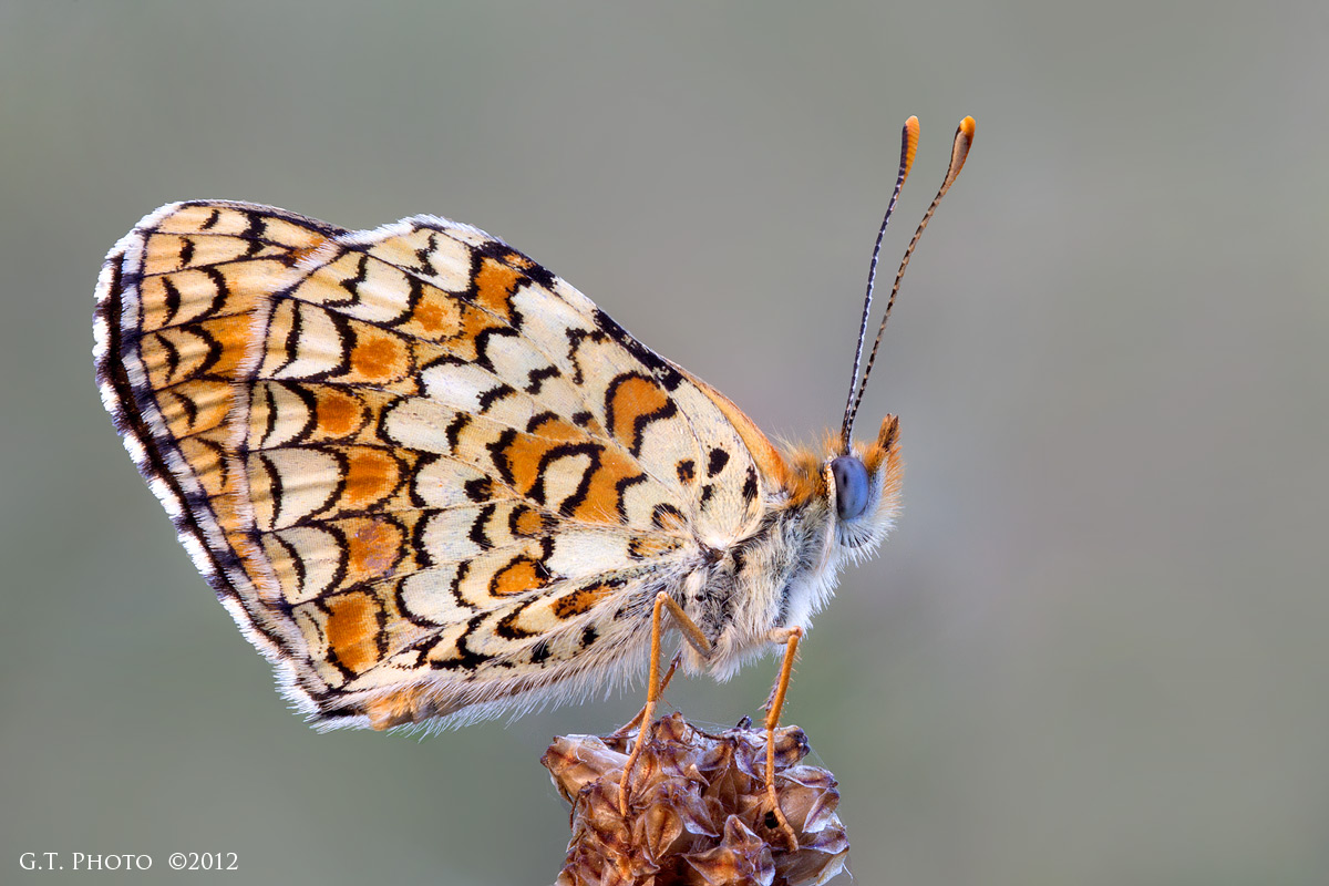 Melitaea phoebe (nymphalidae)