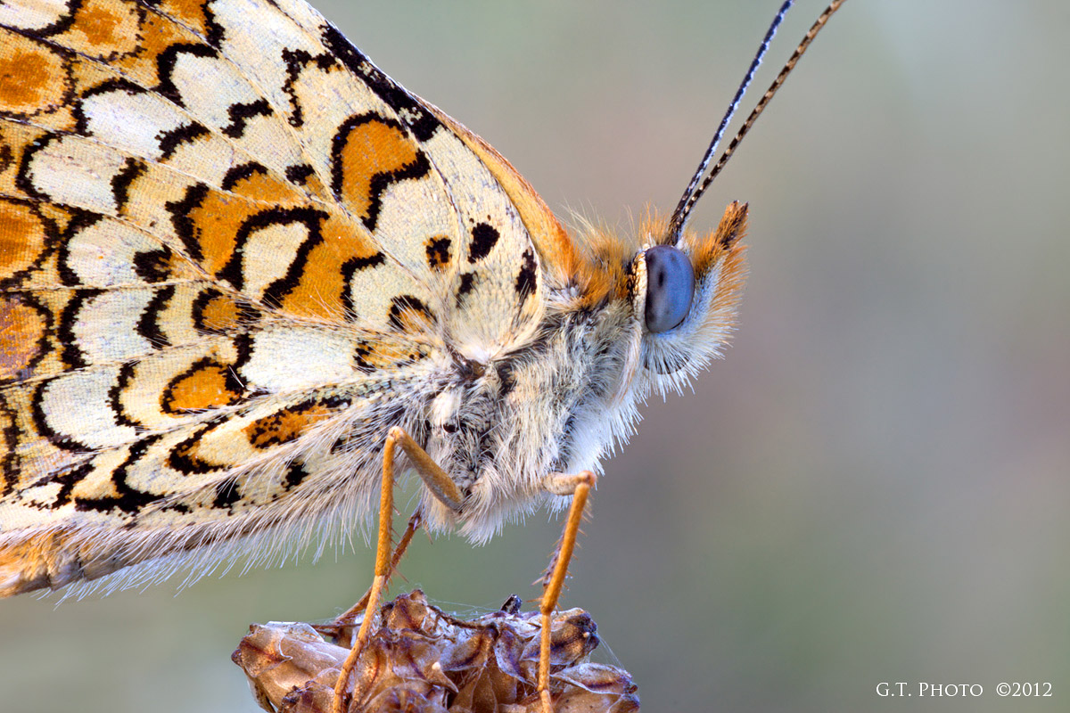 Melitaea phoebe (nymphalidae) 2
