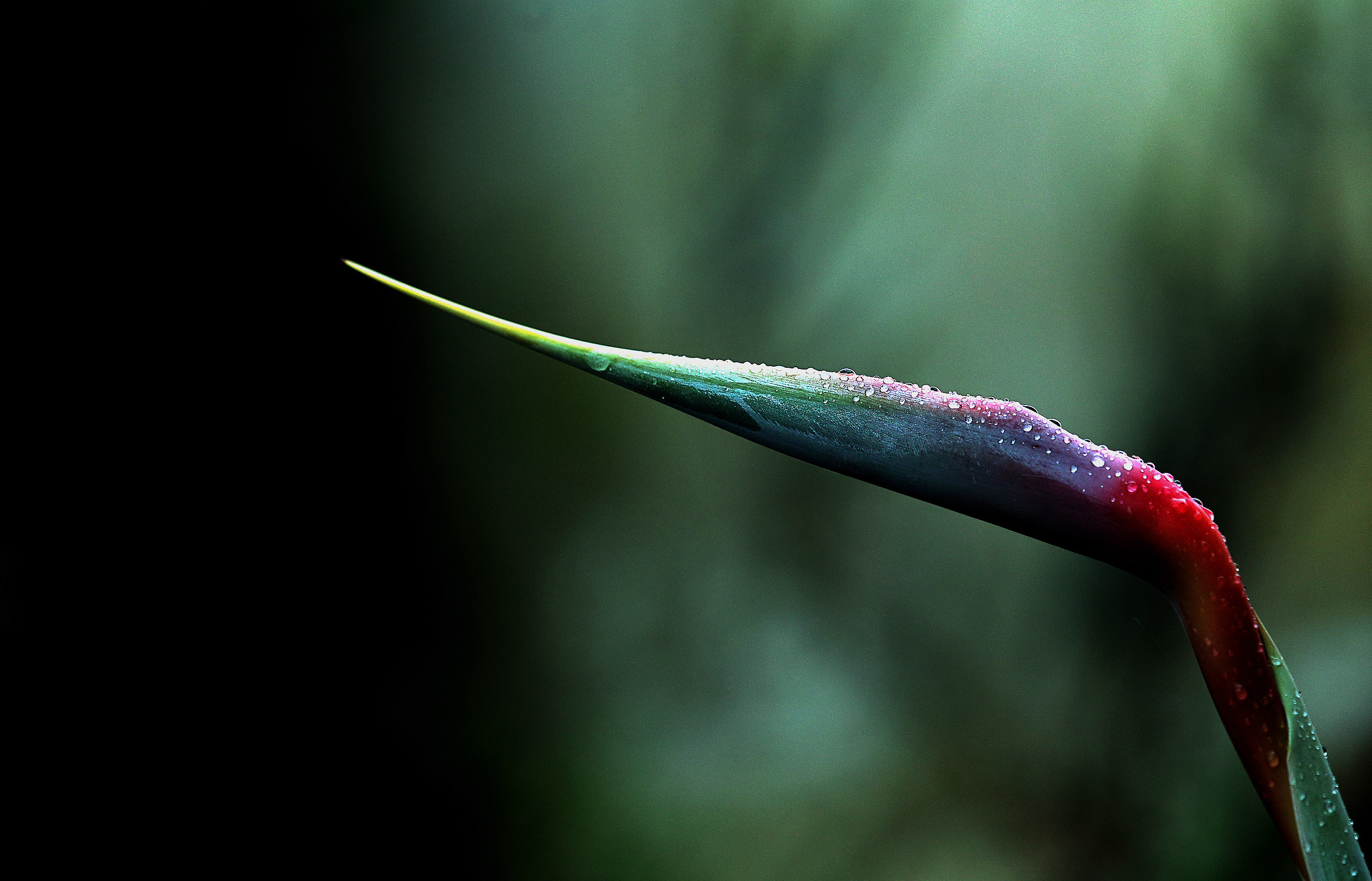 it looks like a bird