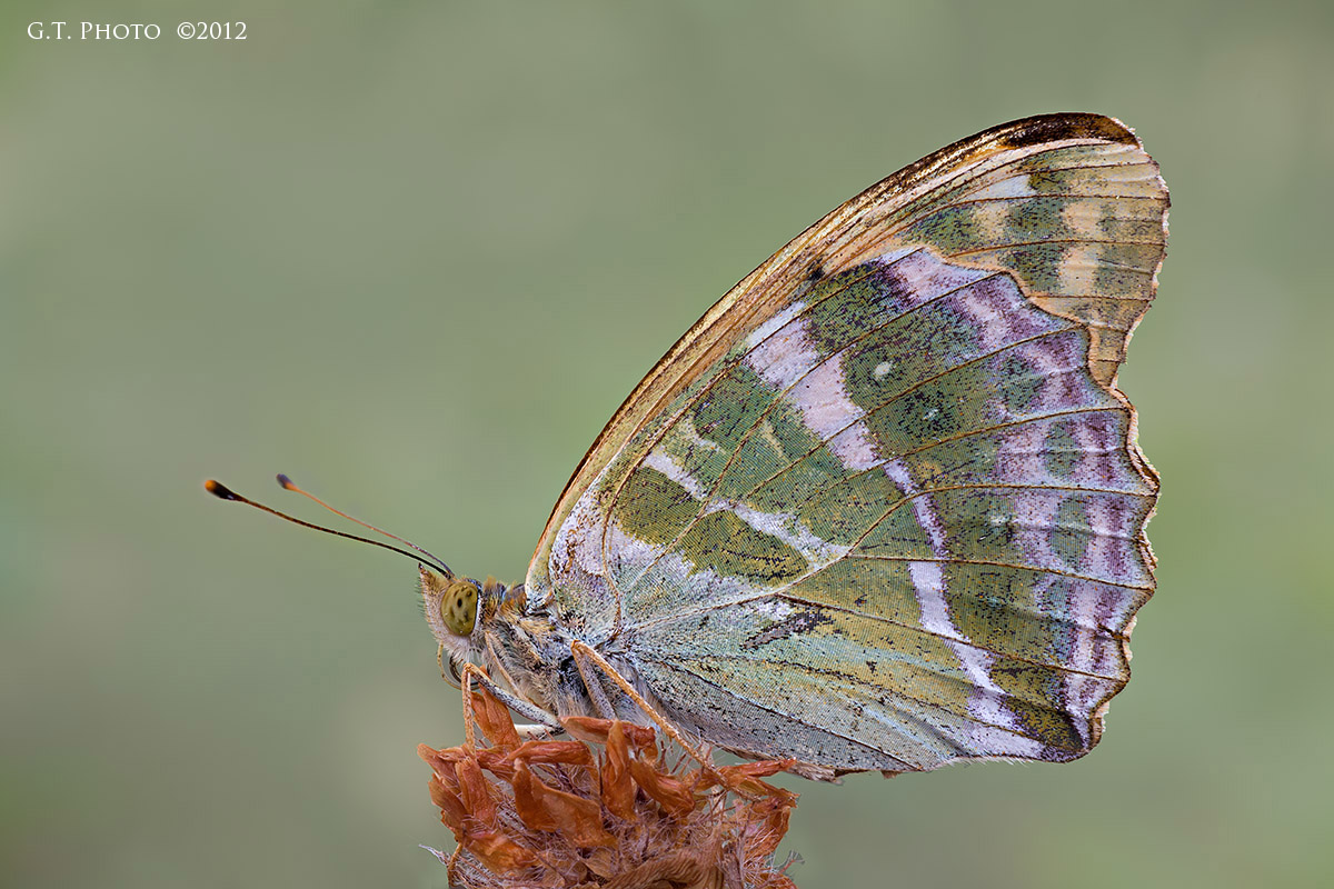 Argynnis paphia (nymphalidae)
