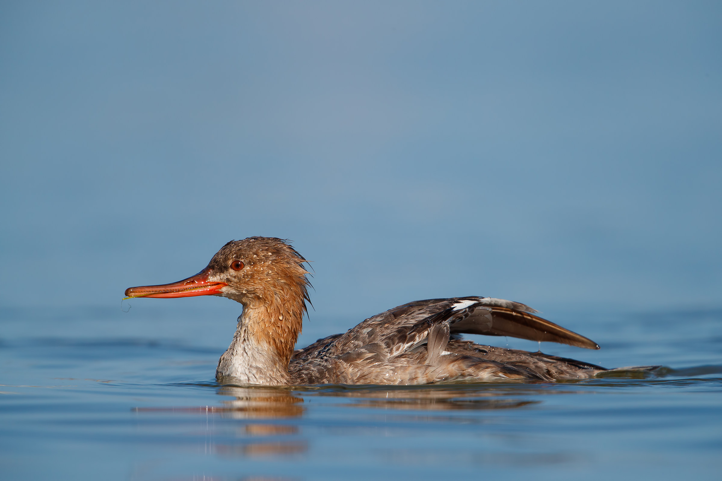 Common Merganser