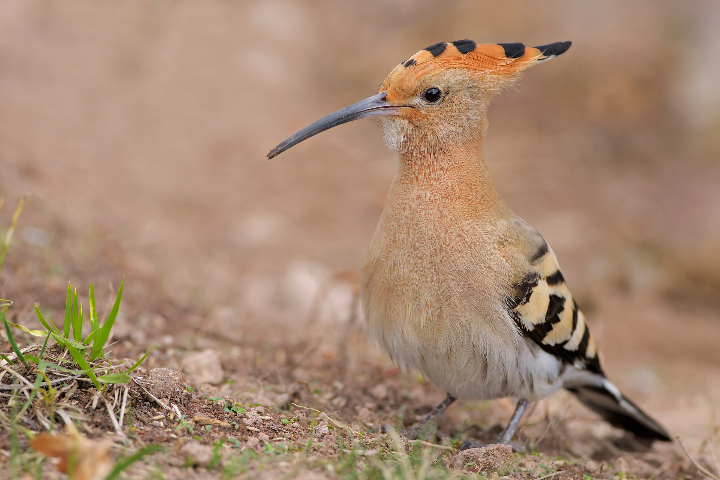 Hoopoe