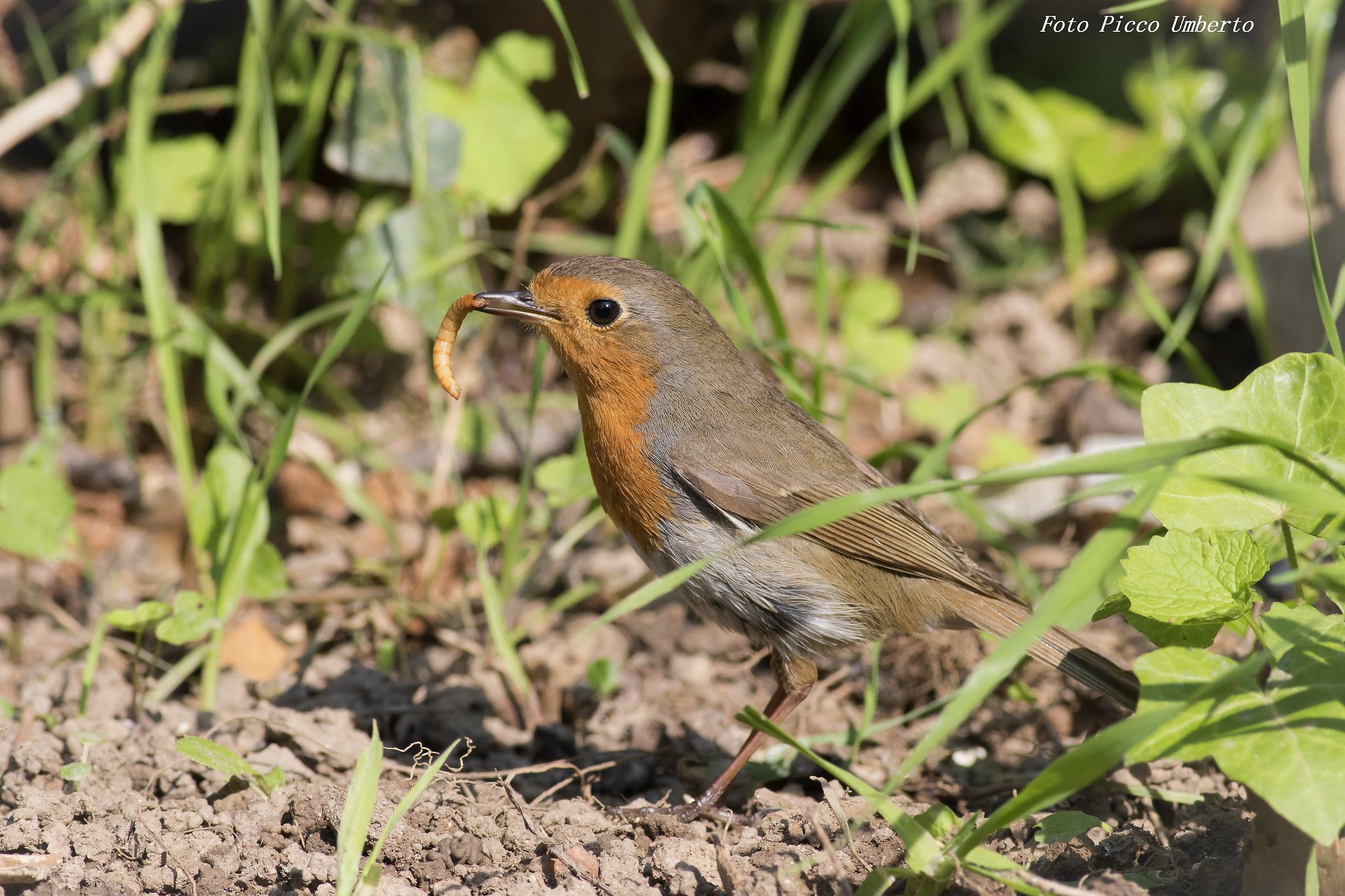 pettirosso con camola