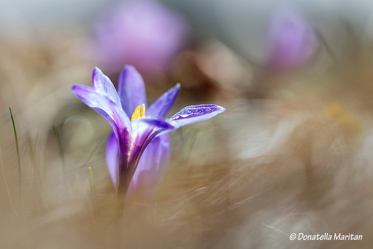 Crocus *
