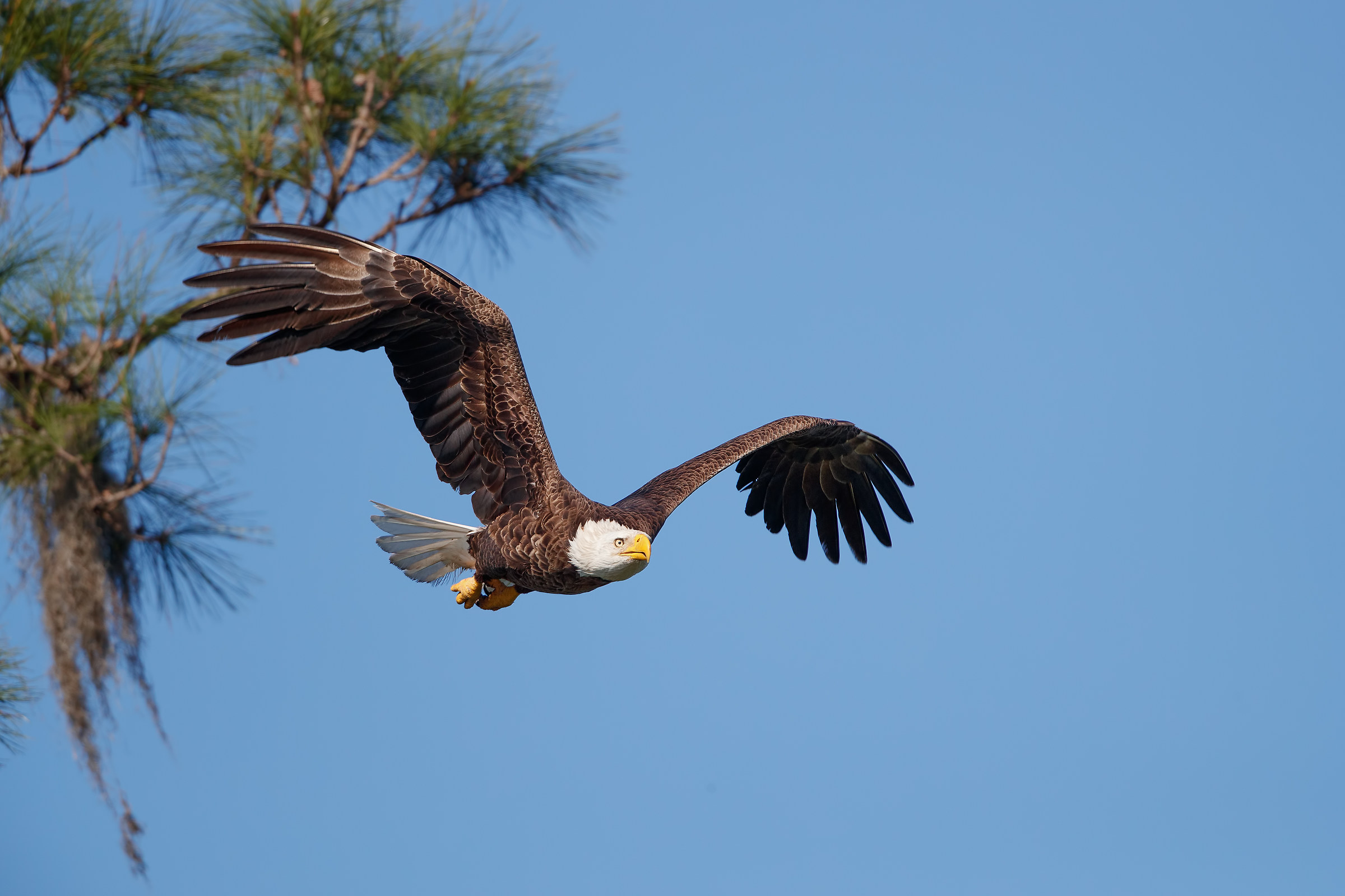 Bald Eagle