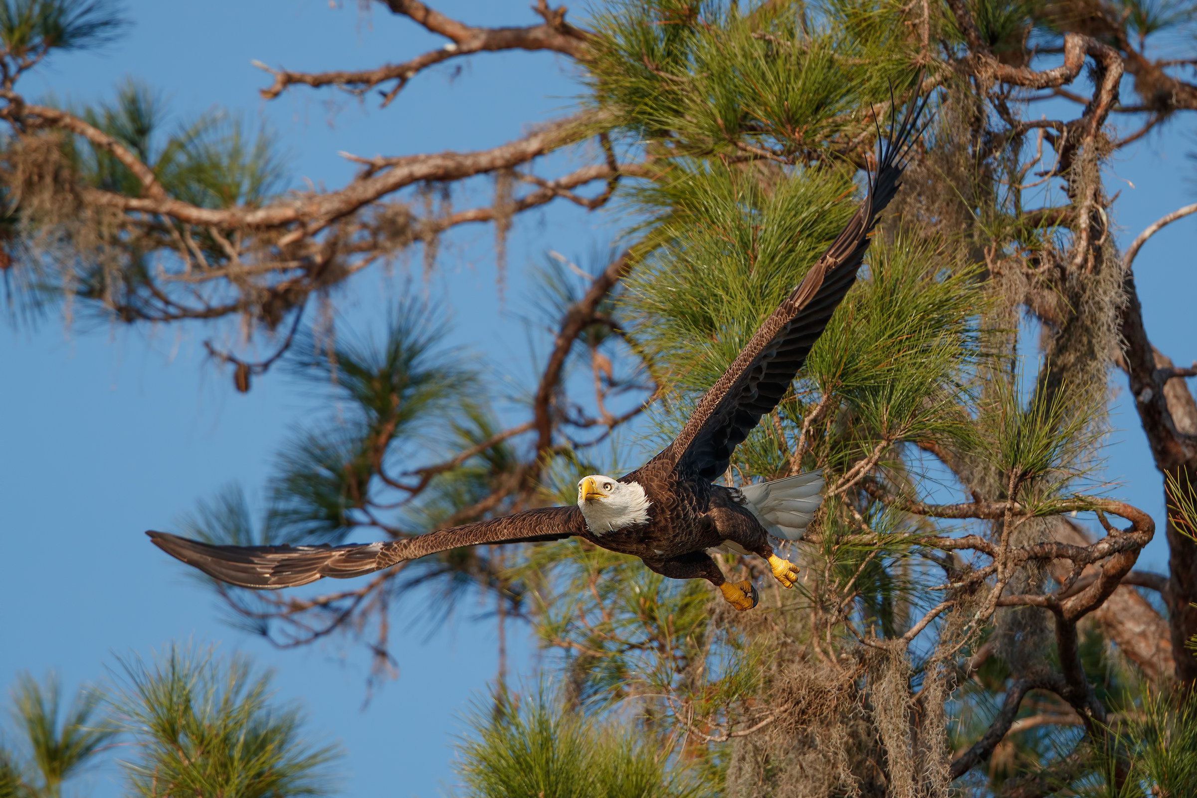 Bald Eagle