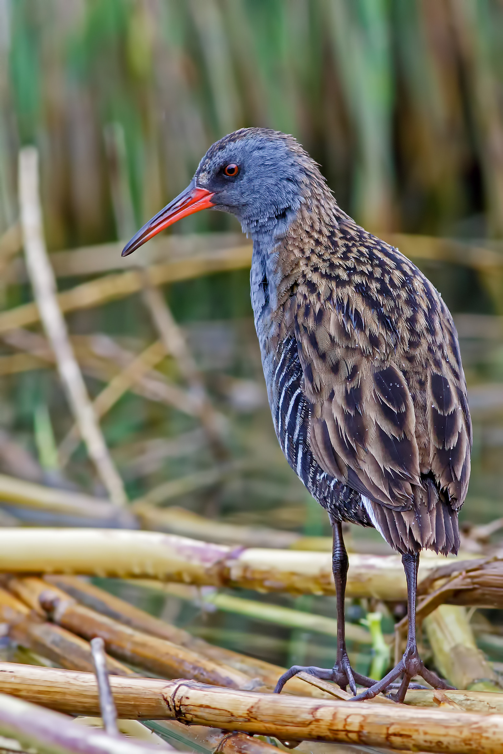 Water Rail