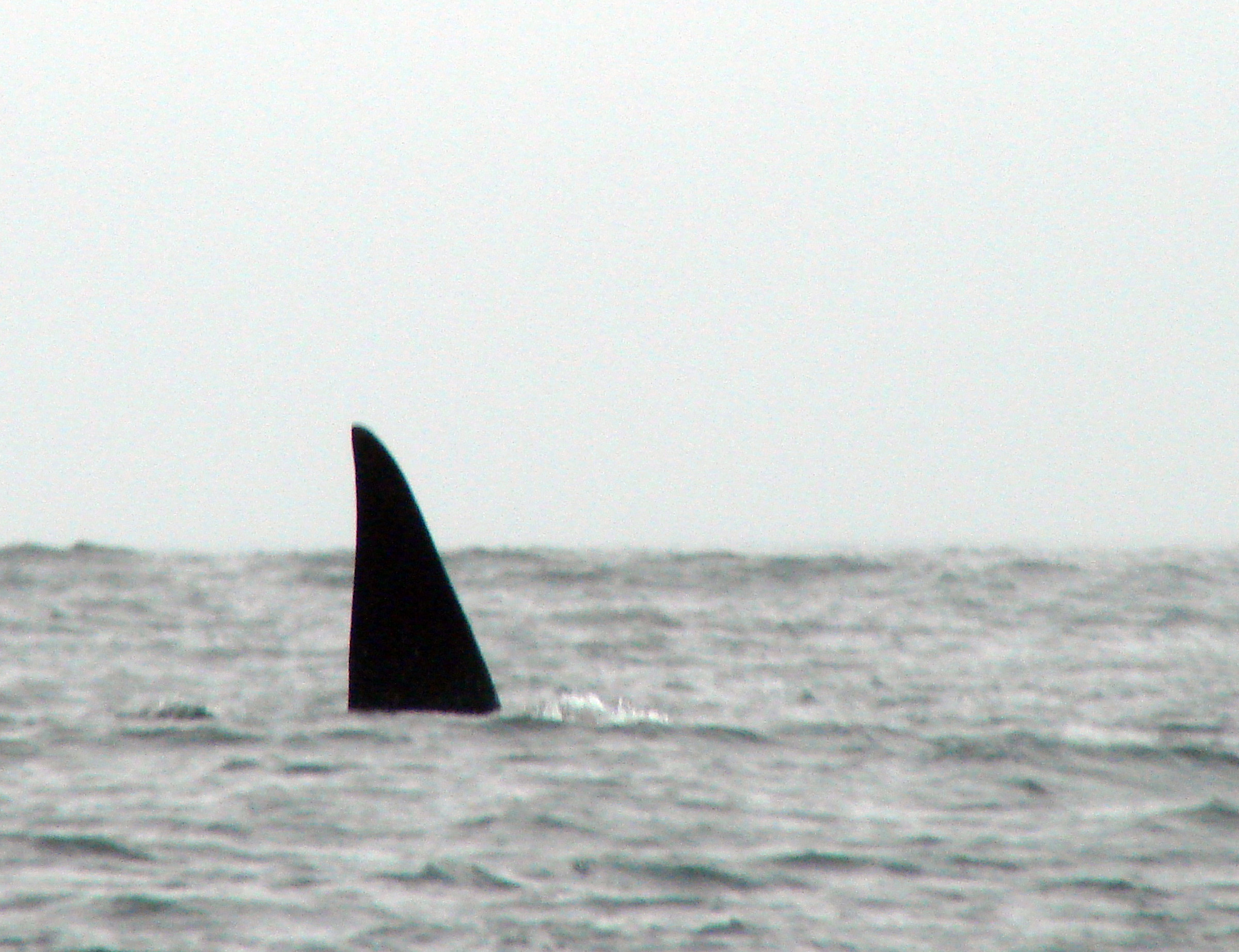Orcinus Orca. Pacific Rim National Park