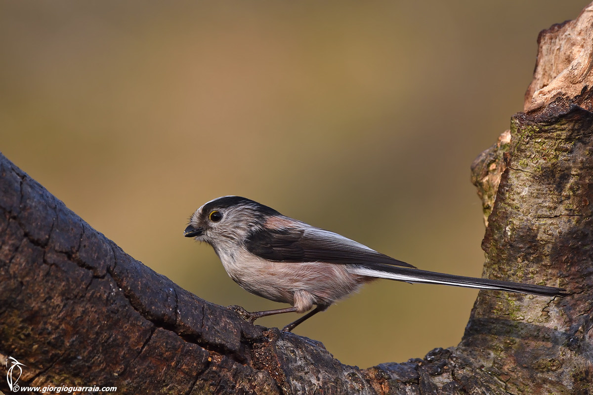Long-tailed Tit
