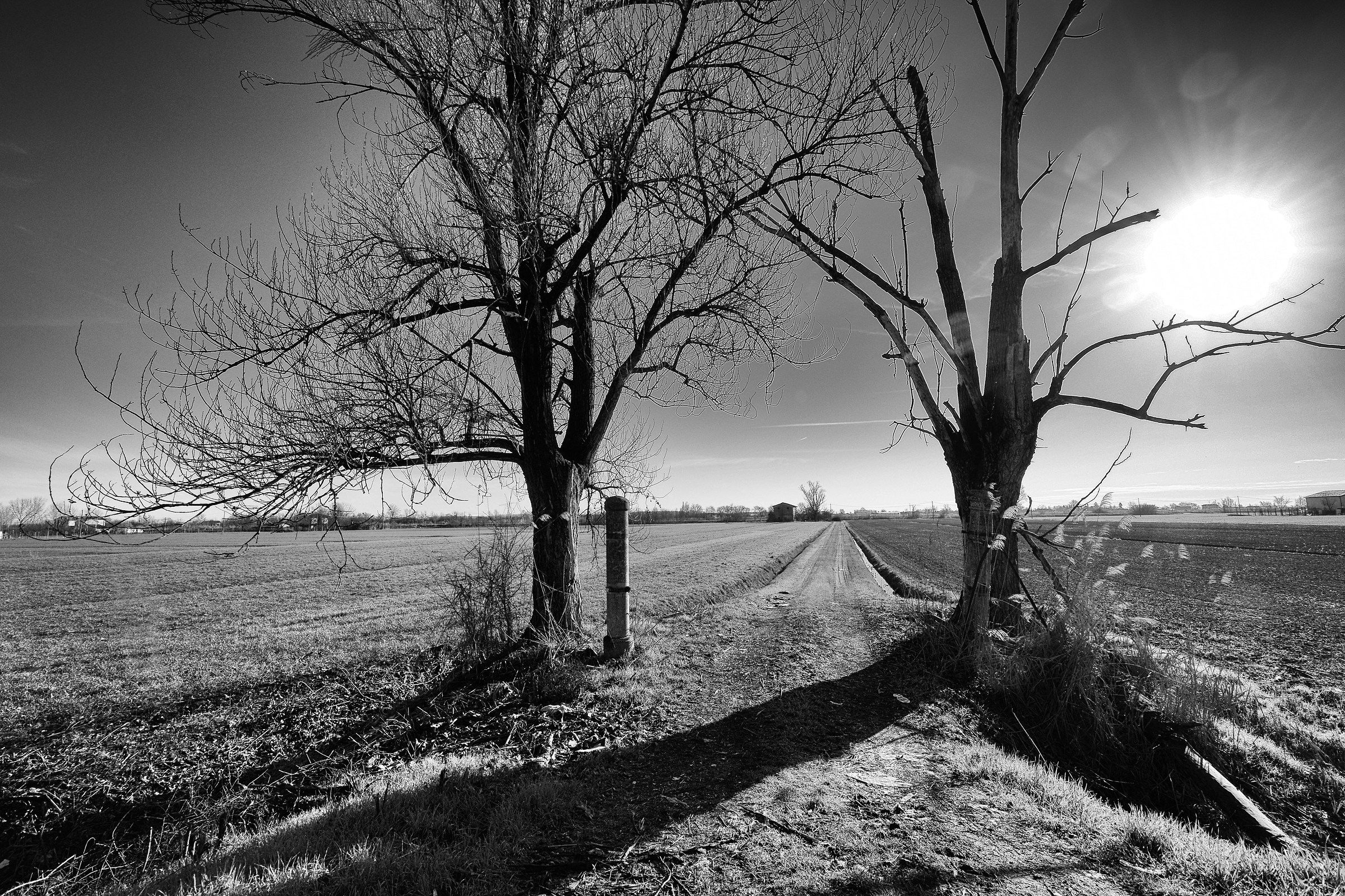 Backlit in the countryside