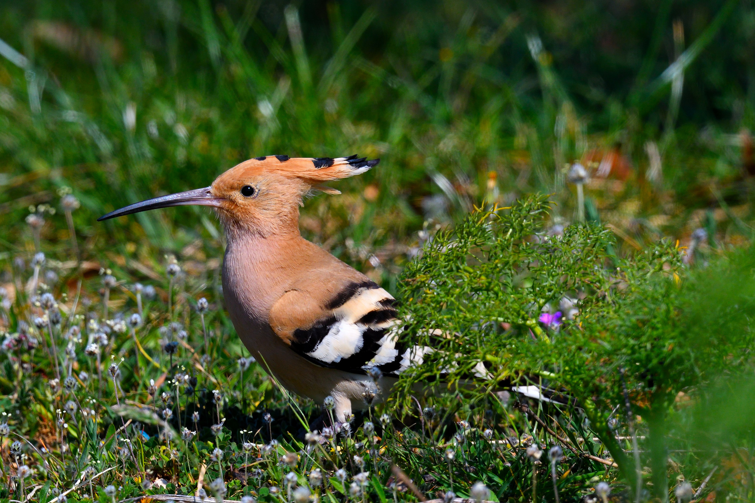 Hoopoe